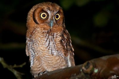 What makes a Night Owl?
