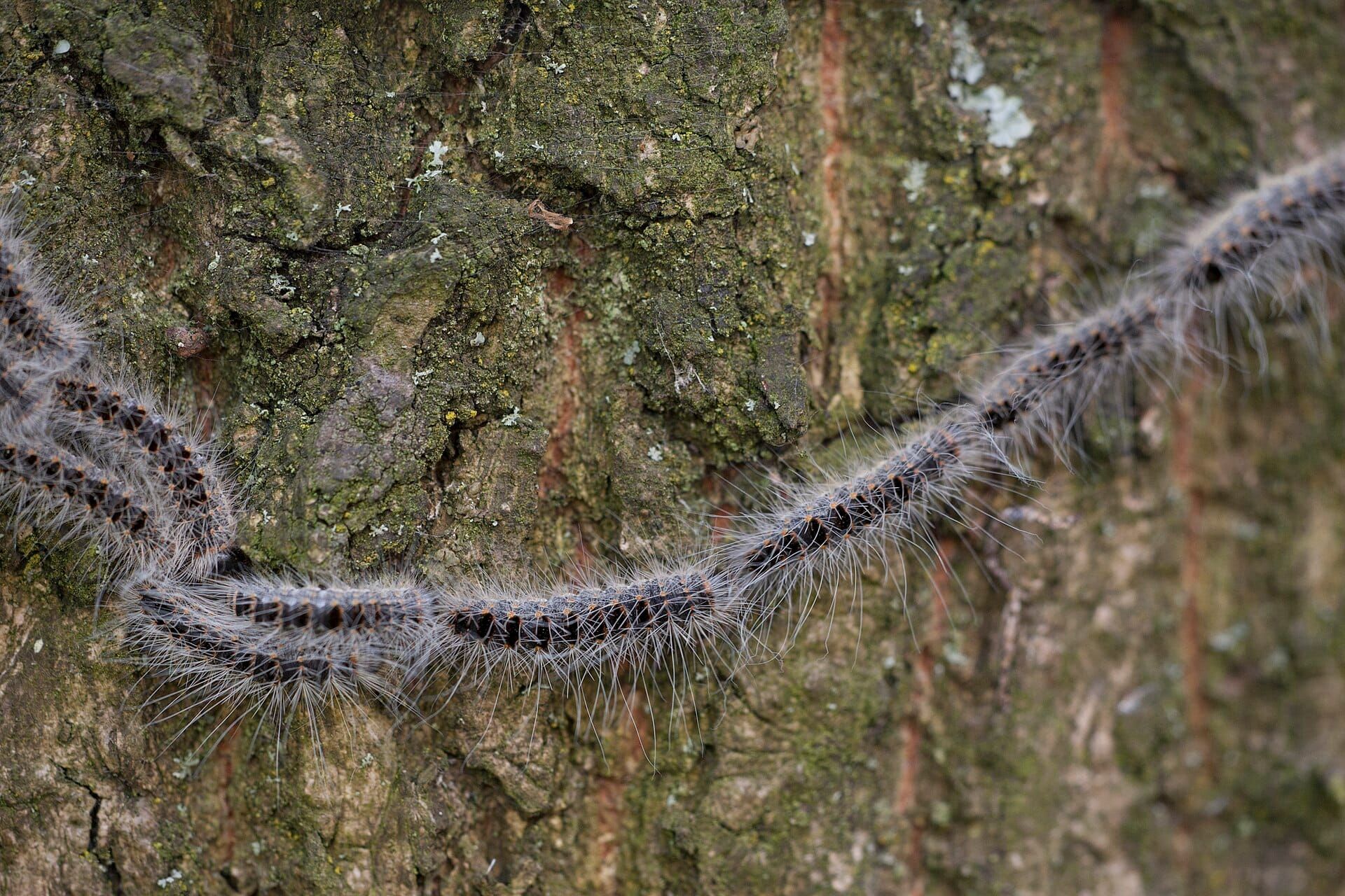 Poisonous Caterpillars Are Shutting Down Berlin