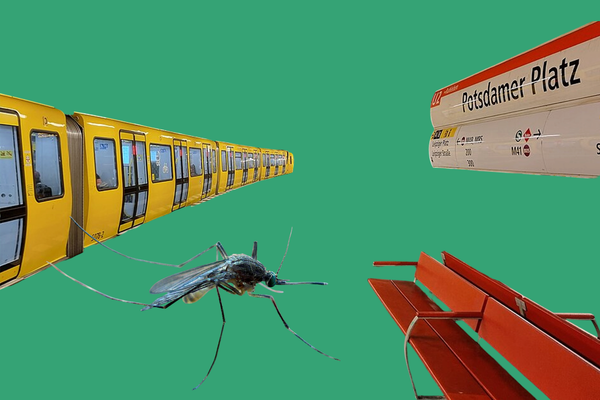 Underground Mosquitoes Have Discovered the U-Bahn Tunnels