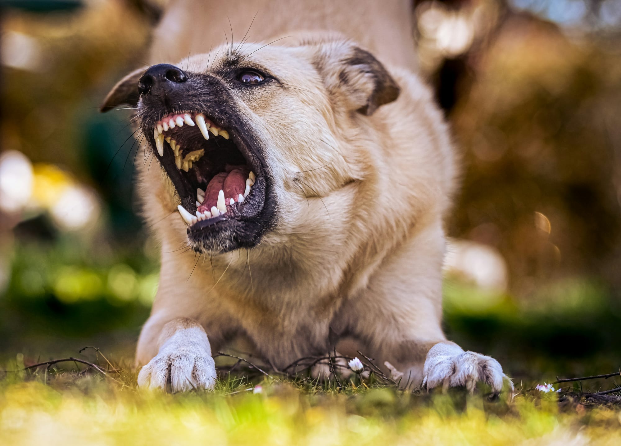 Snarling dog baring its teeth, symbolizing open-source strategies that include firm boundaries and commercial protections.