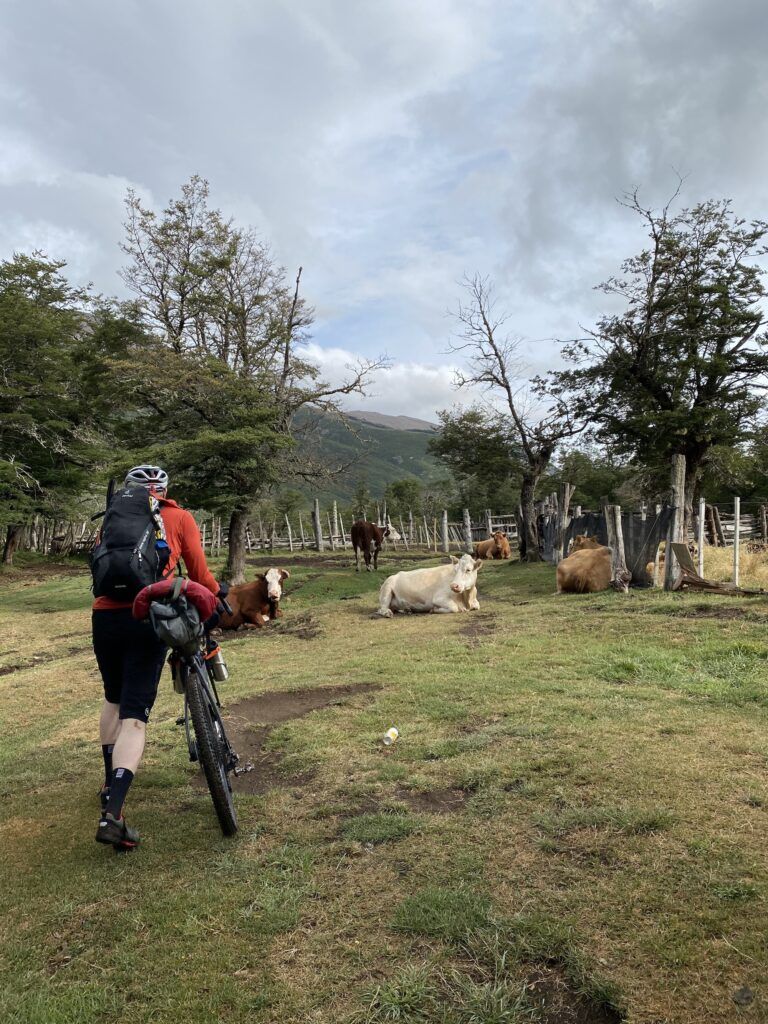 Man leading his bike past cows