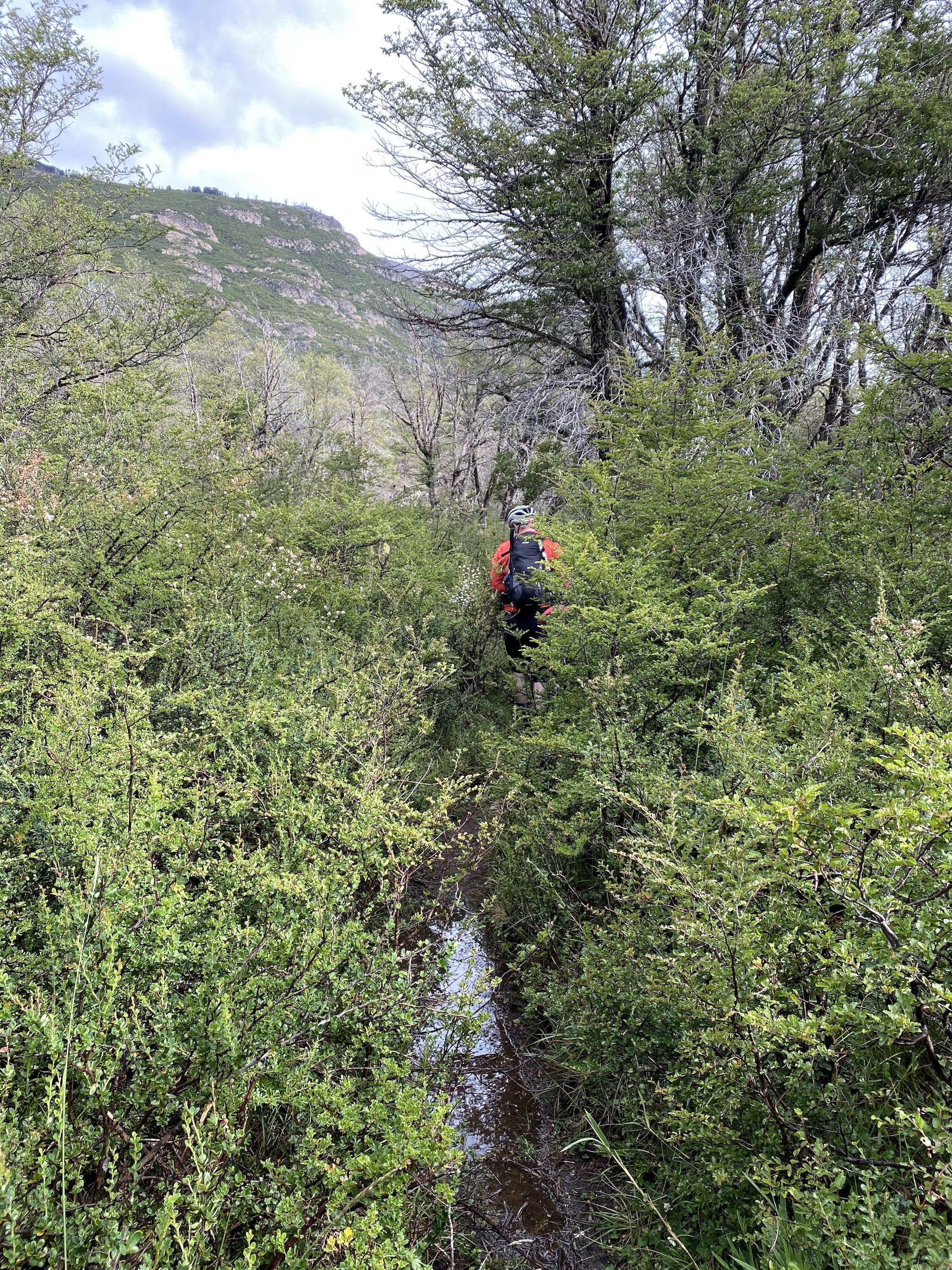 Man pushing his bike through bushes