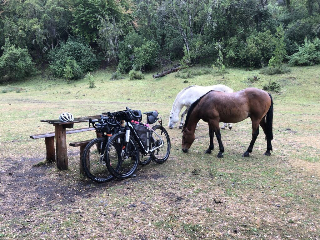 Horses next to a table with two bikes leaning against it