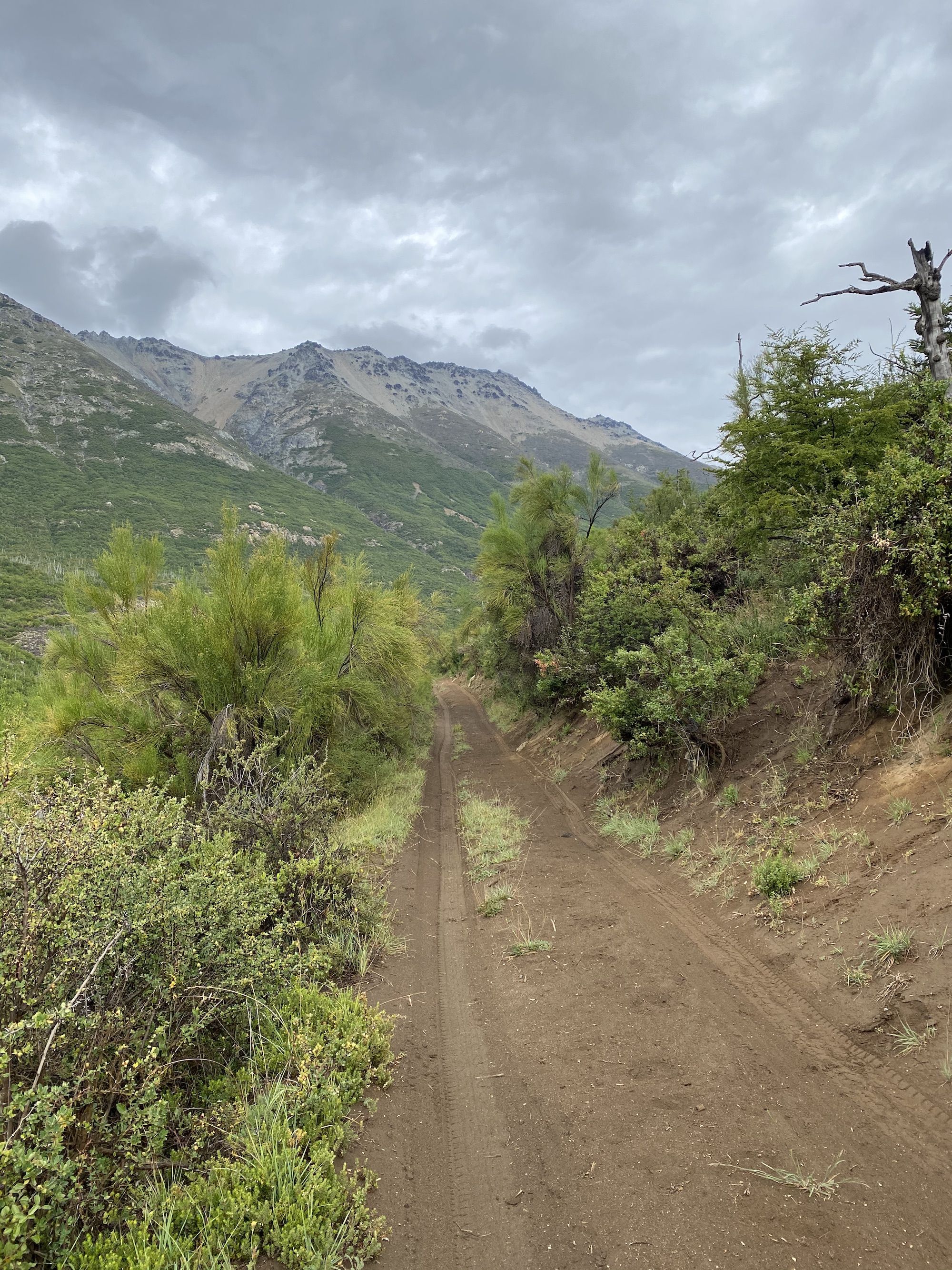 Double track through bushes