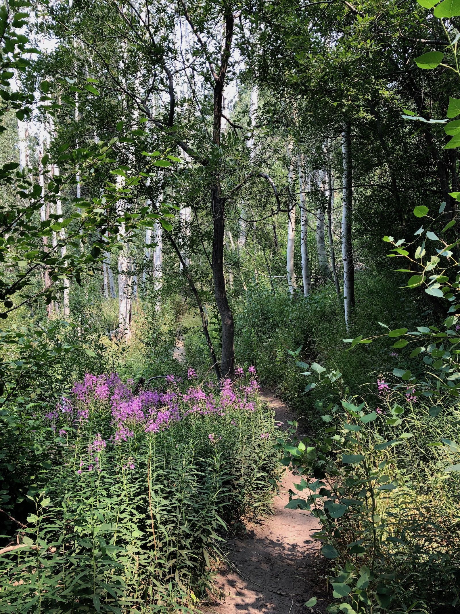 Aspen grove at Spooner Lake.