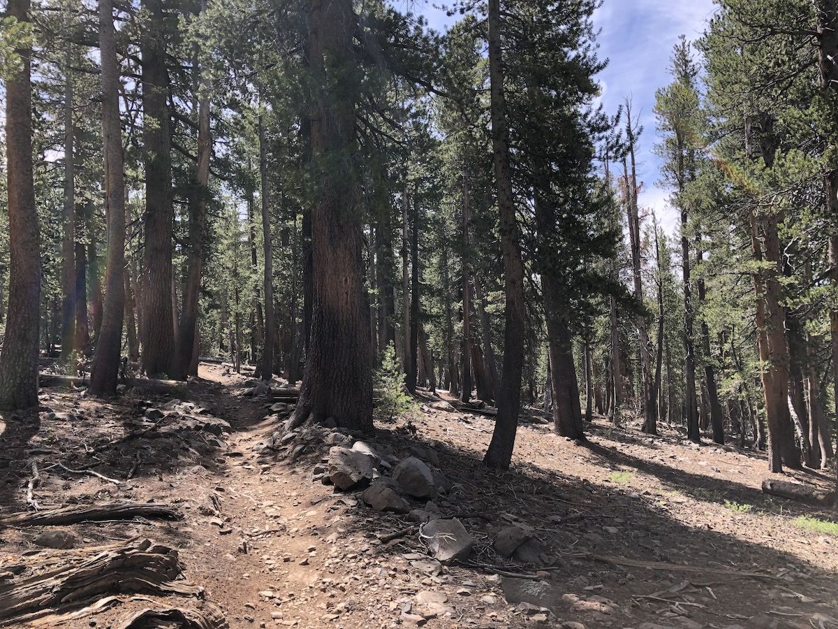 Bear Ridge was a steep but shaded climb.