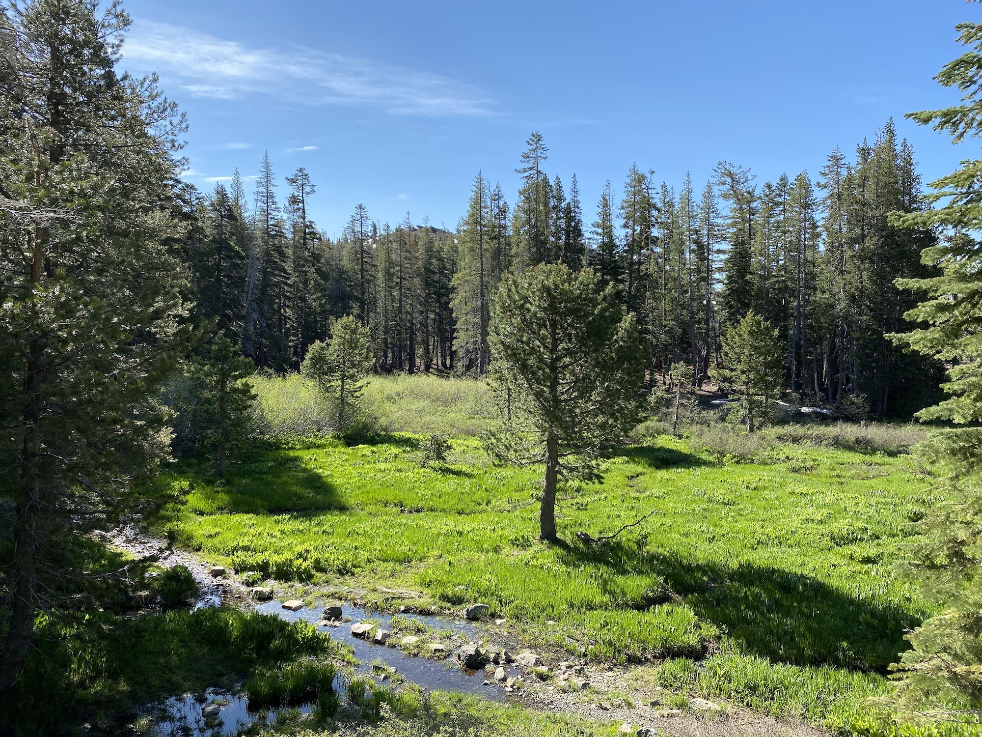 A small green meadow with a trail 