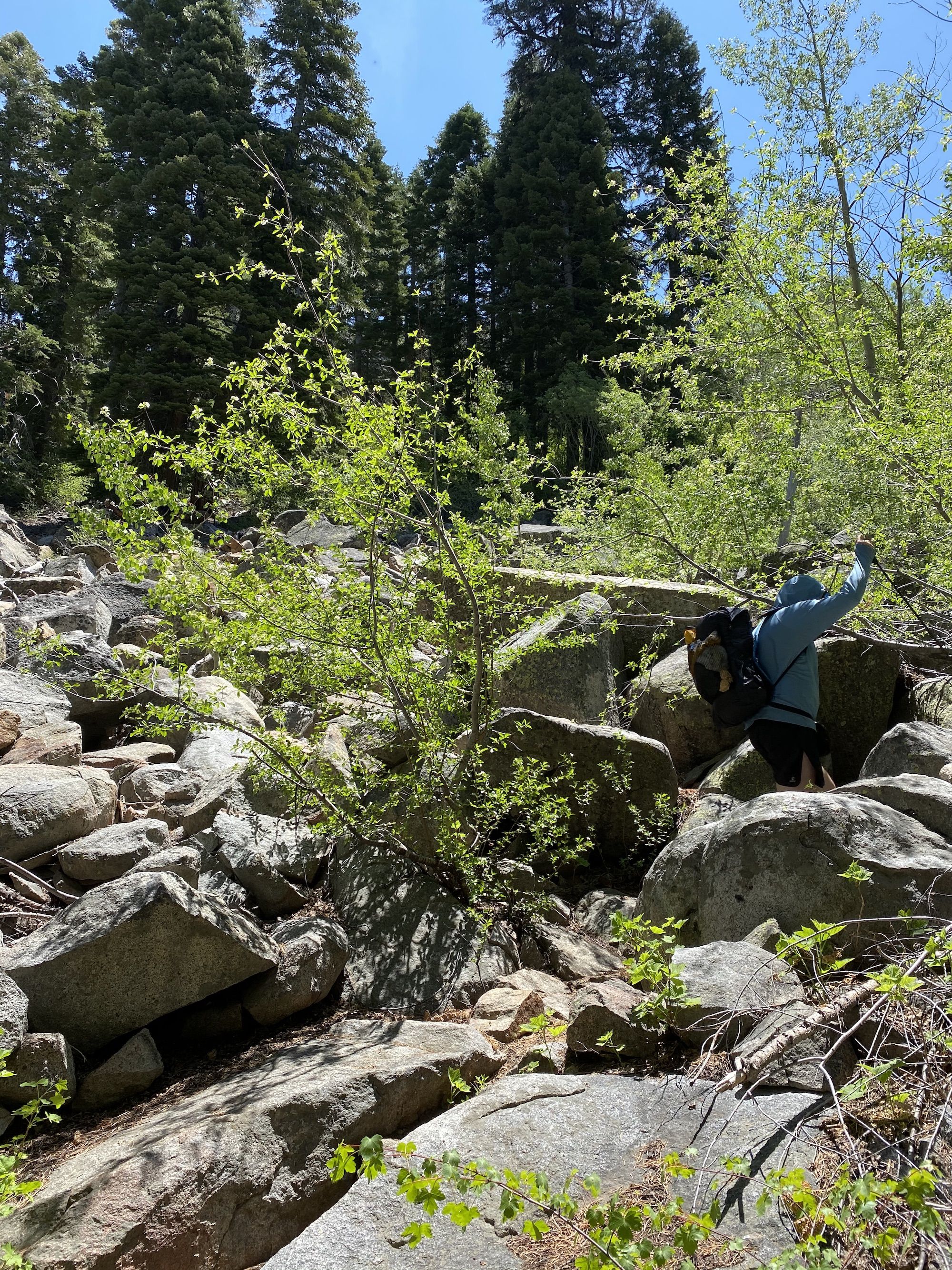 A man pushing through willows