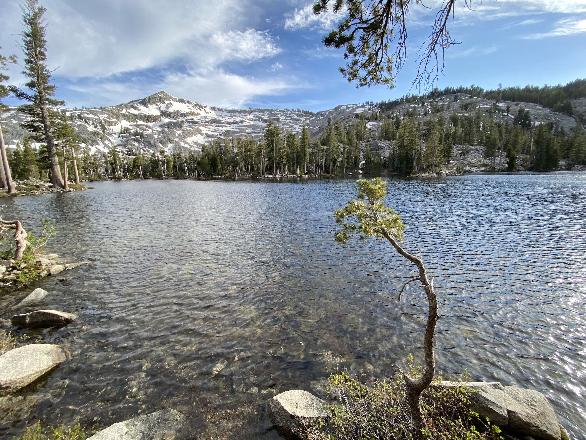 A small pine tree by a lake