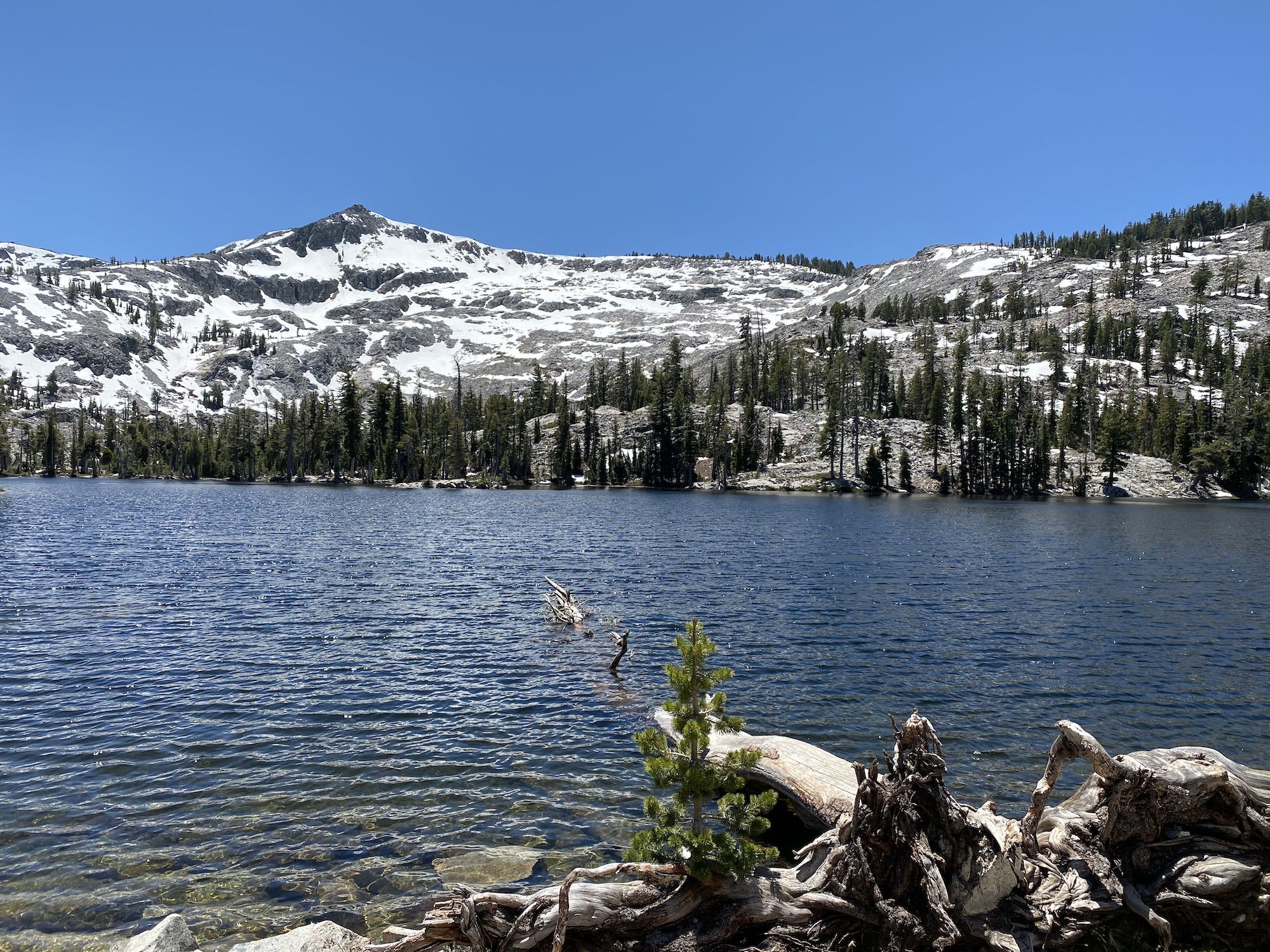 A tree stump in a lake