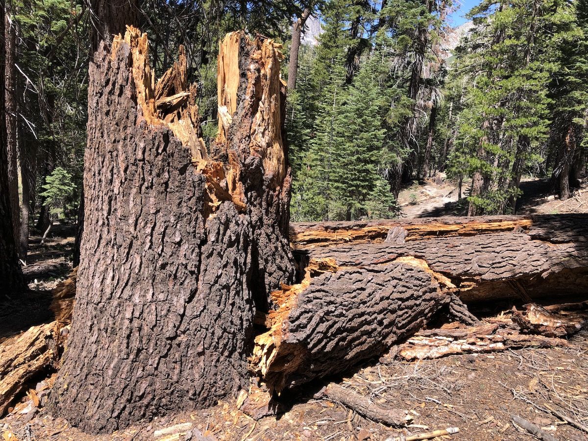 There were lots of fallen trees on the descent to Red's.