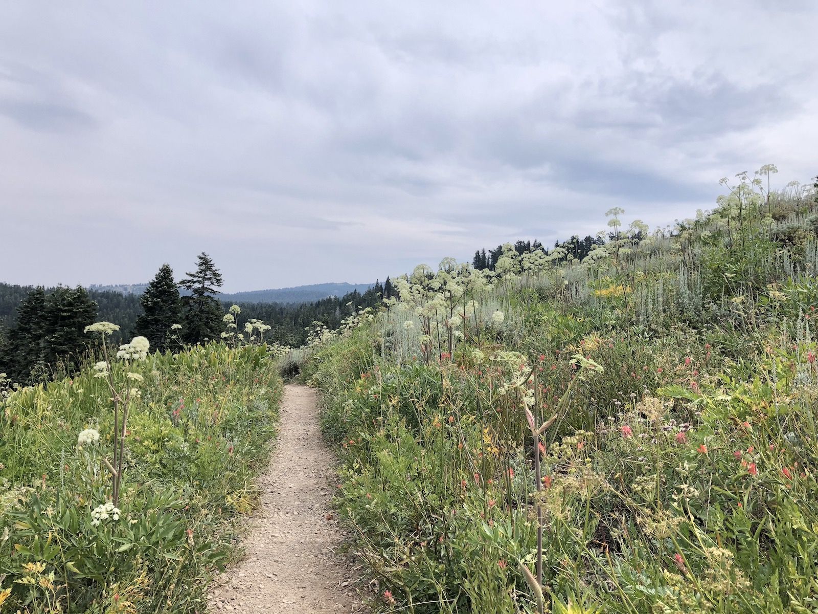 Flower field just before the campground.
