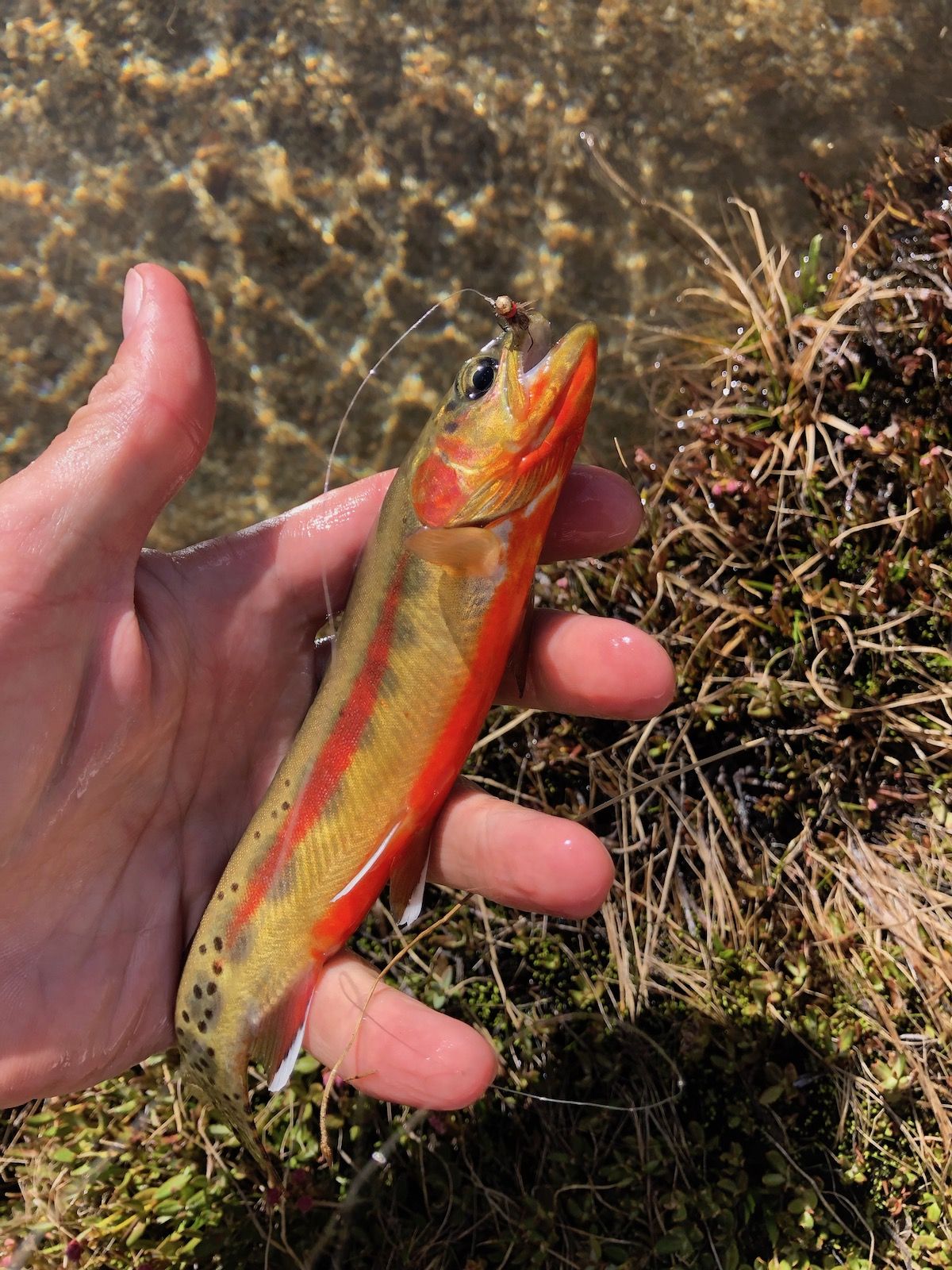 golden trout