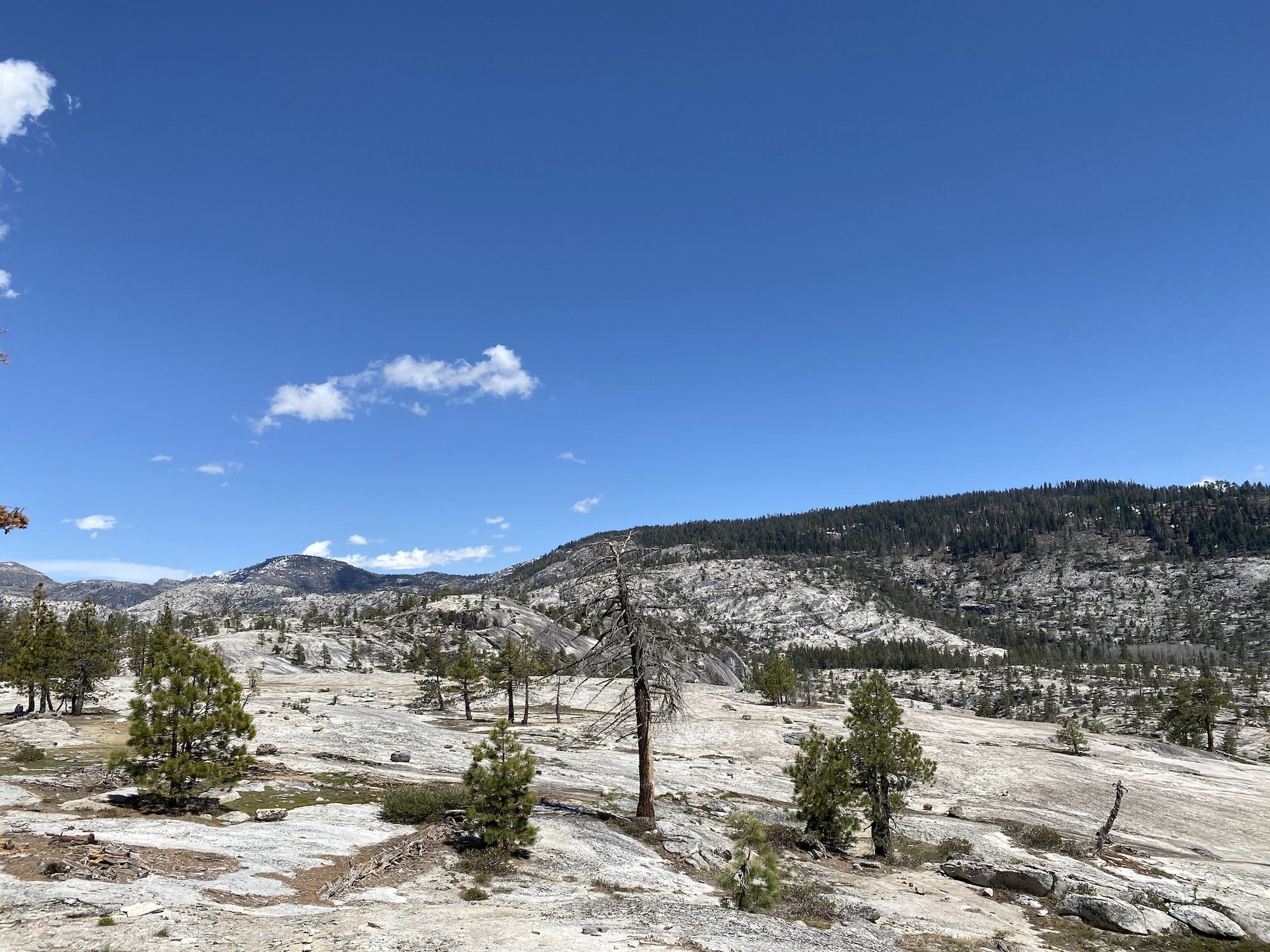 Smooth granite with occasional small pine trees.