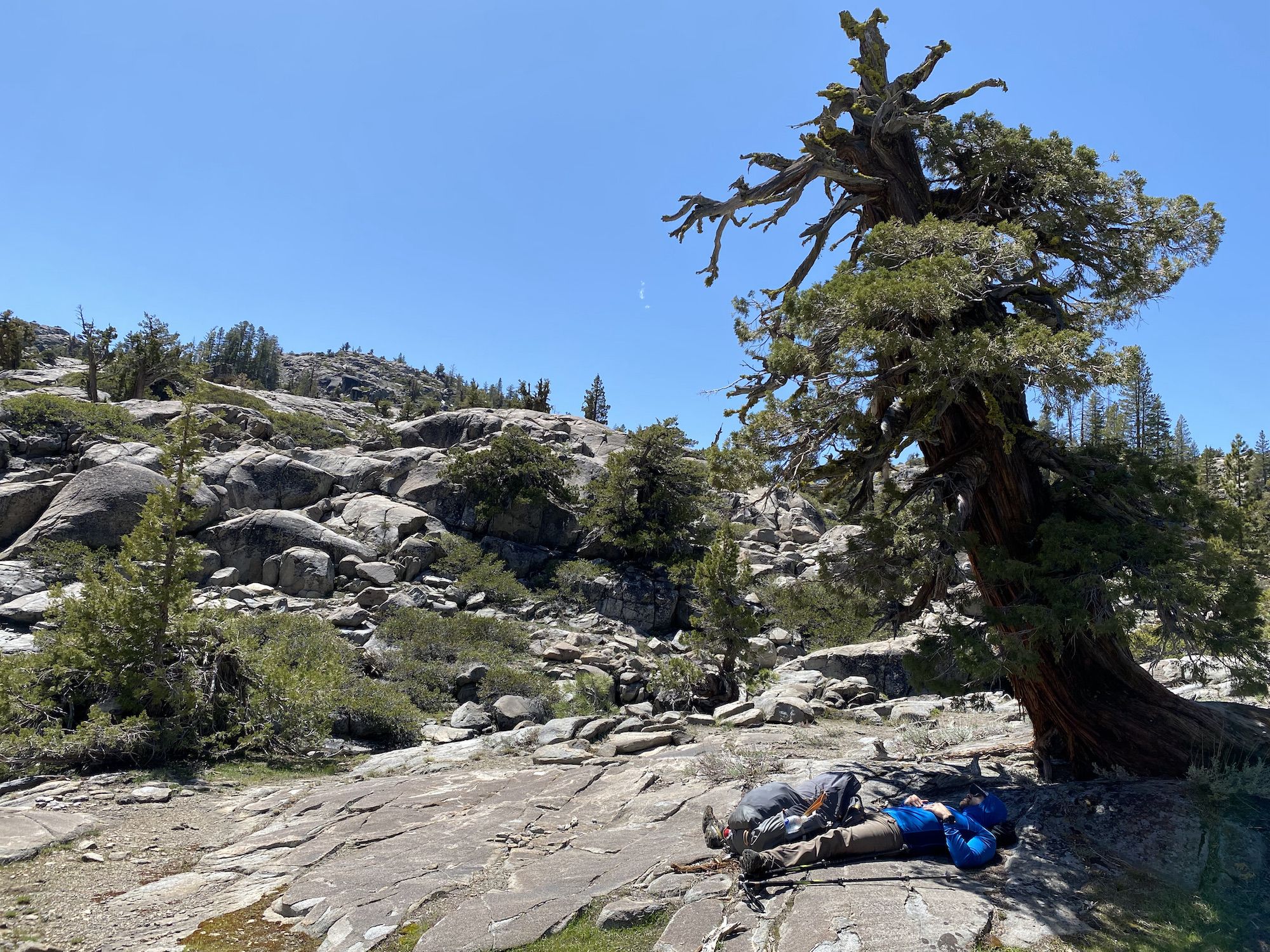 A man laying in the shade beneath a tree