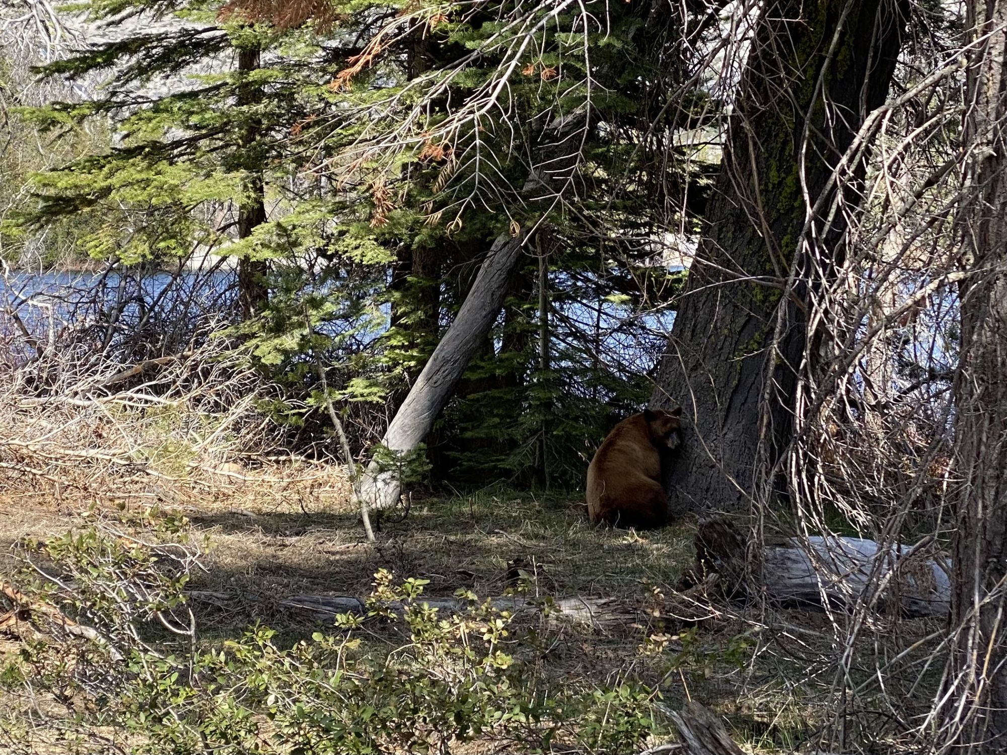 Bear leaning against a tree.