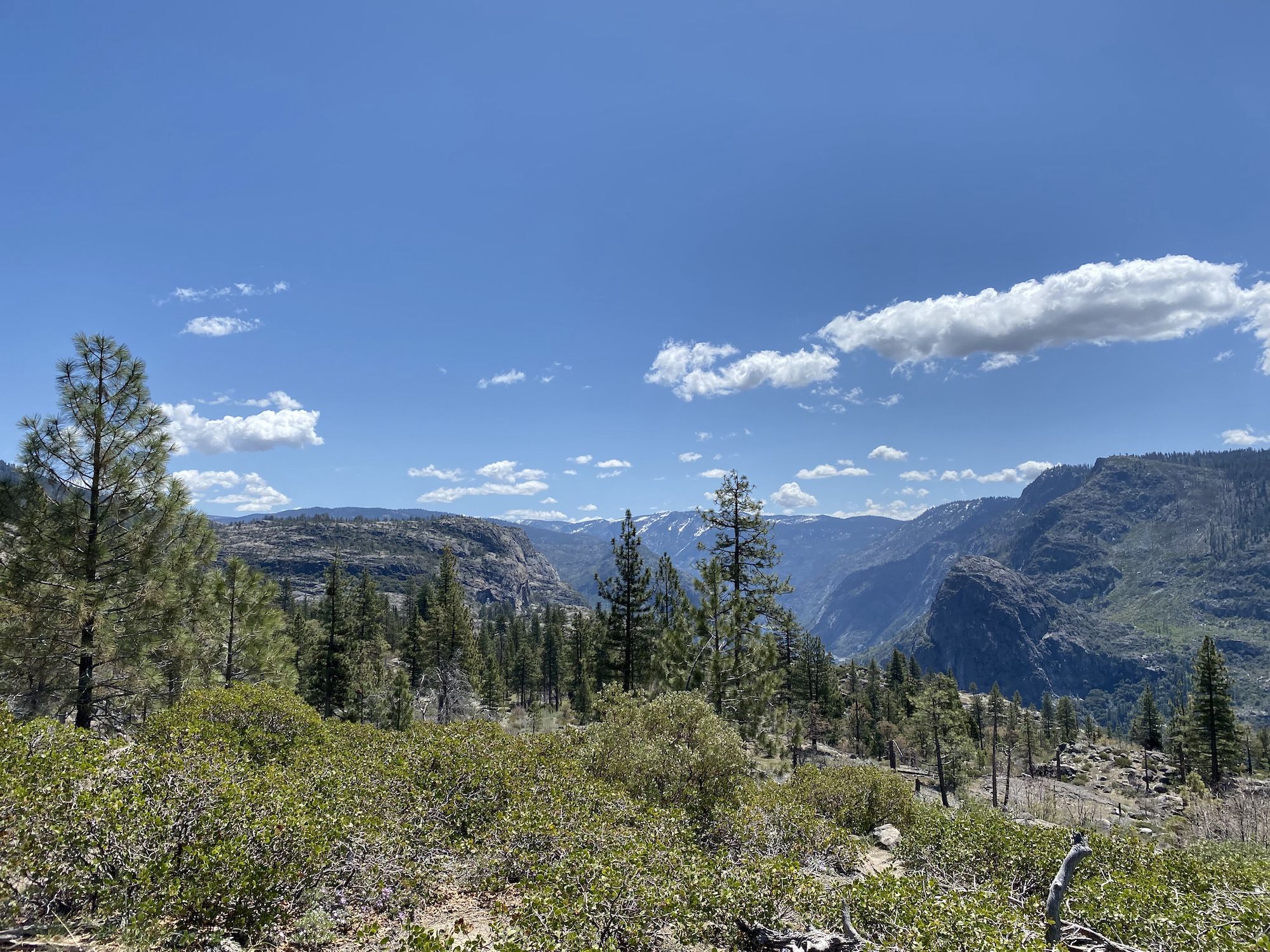 A mountain valley in the distance. Pine forest in the foreground.