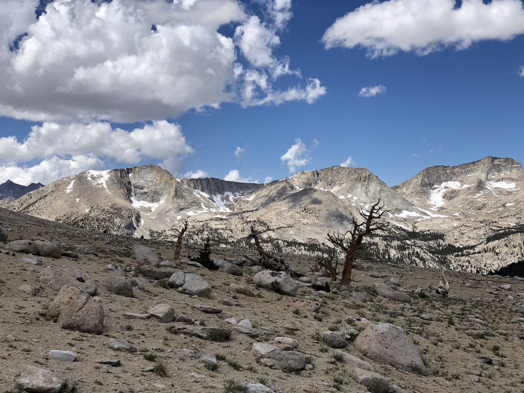 Dead trees with mountains in the background. 