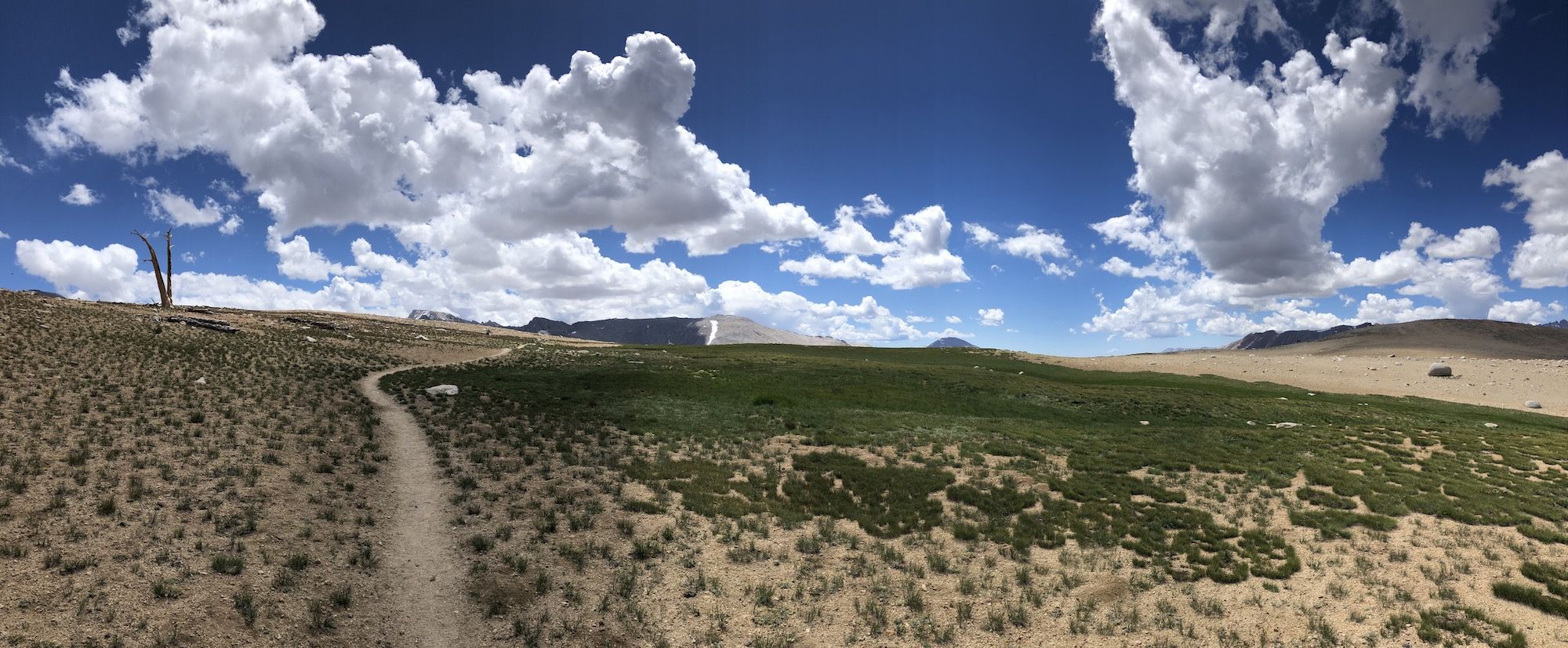 An open landscape with a single dead tree and a wide open blue sky with a few white clouds. 