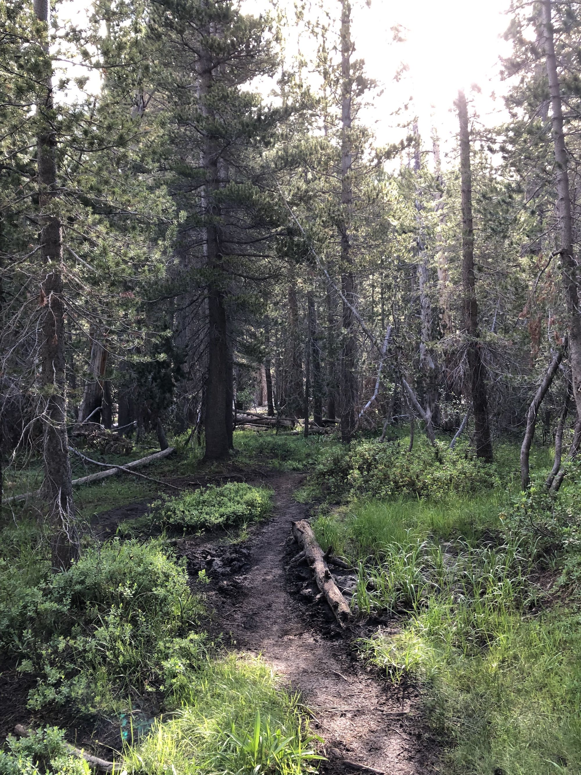 A path through a dark spruce forest