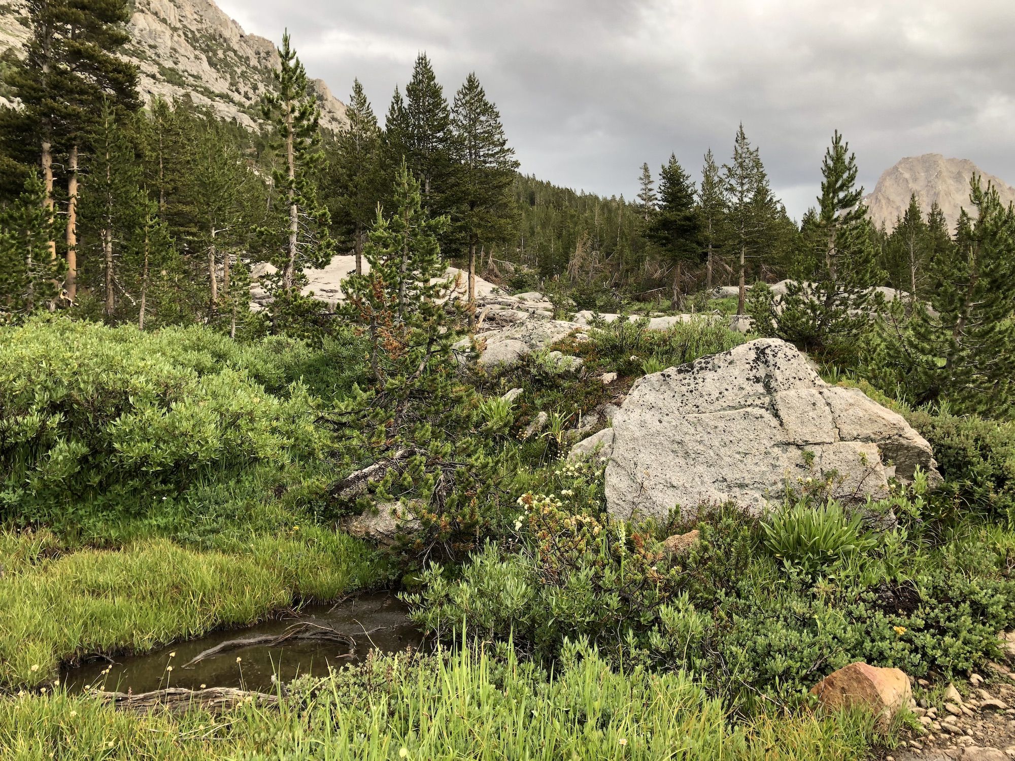 A small marsh with low pines, willows and white flowers.