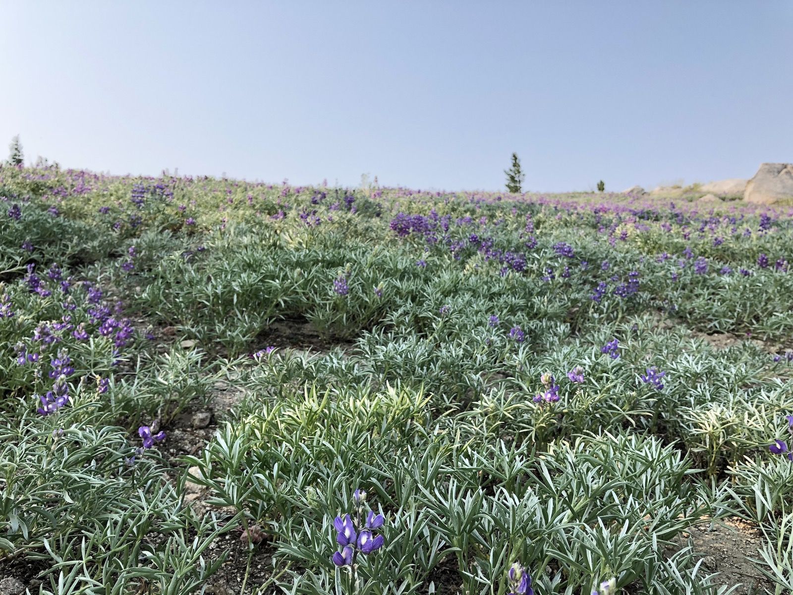 Lupine field.