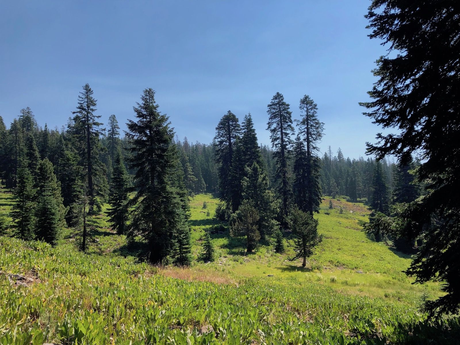 meadow with mules ears