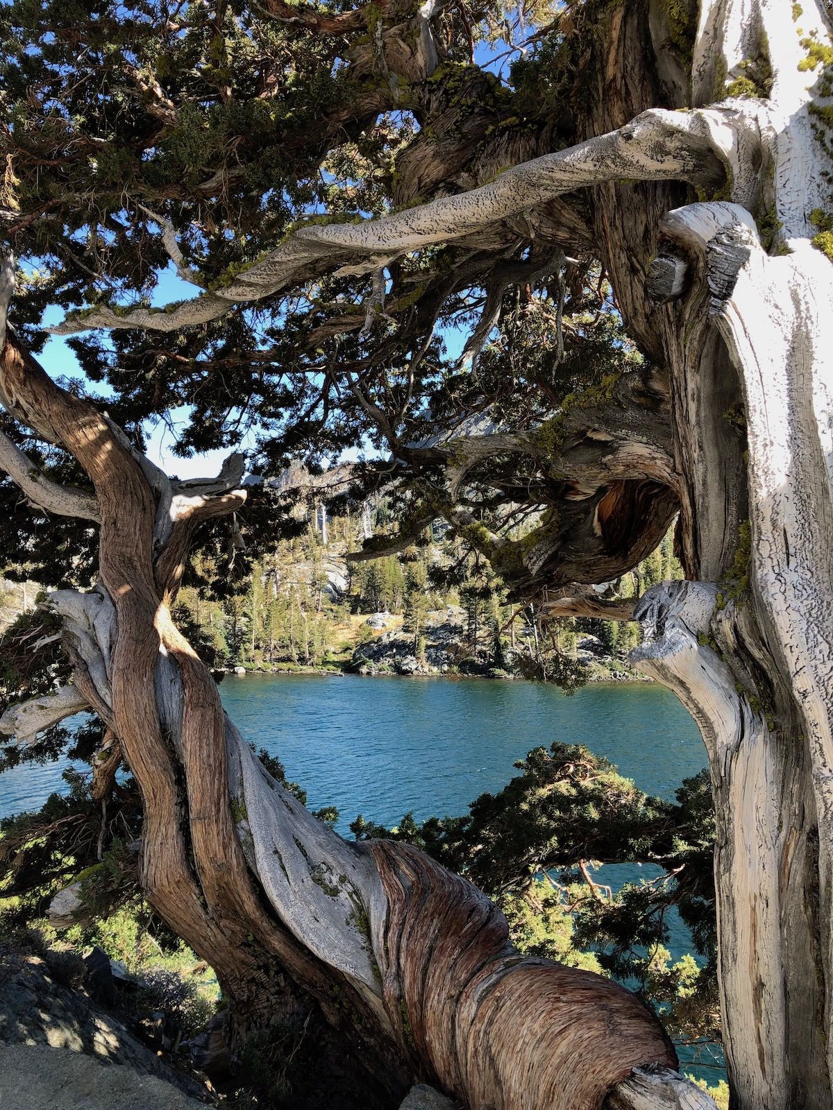 Twisted tree by Heather Lake.