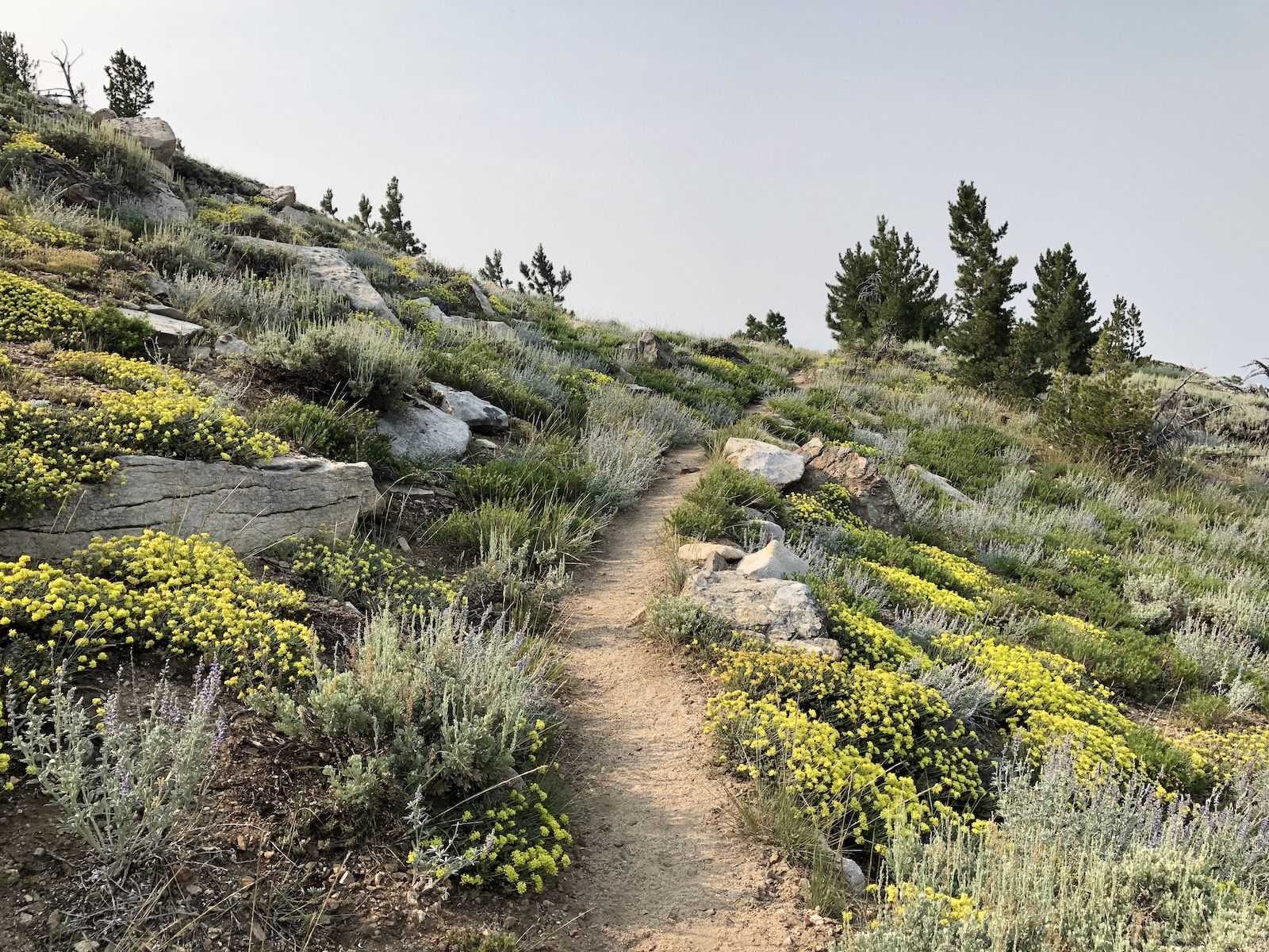 Yellow flowers on the trail.