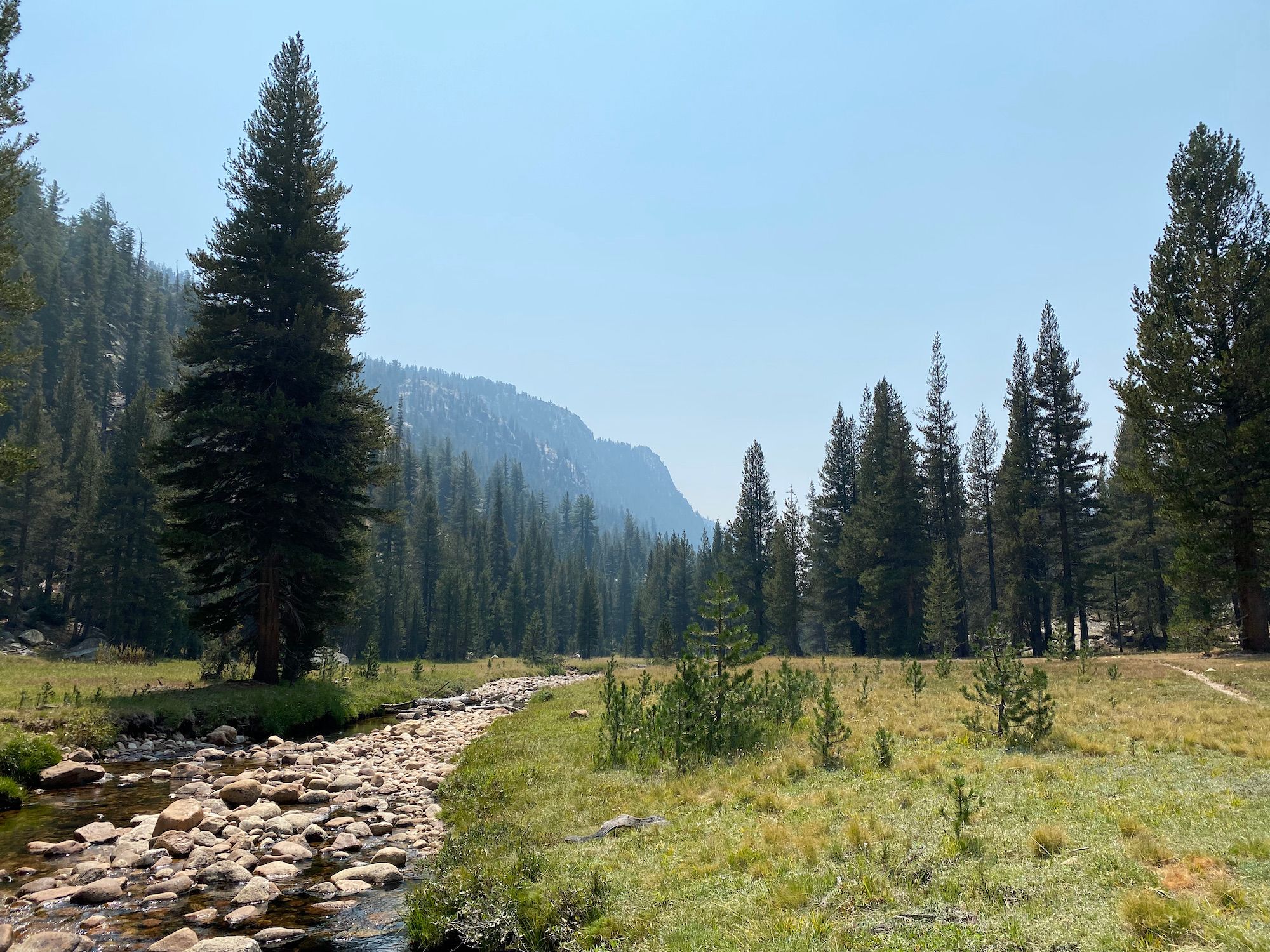 A rocky creek flowing through a meadow dotted with small pines. 