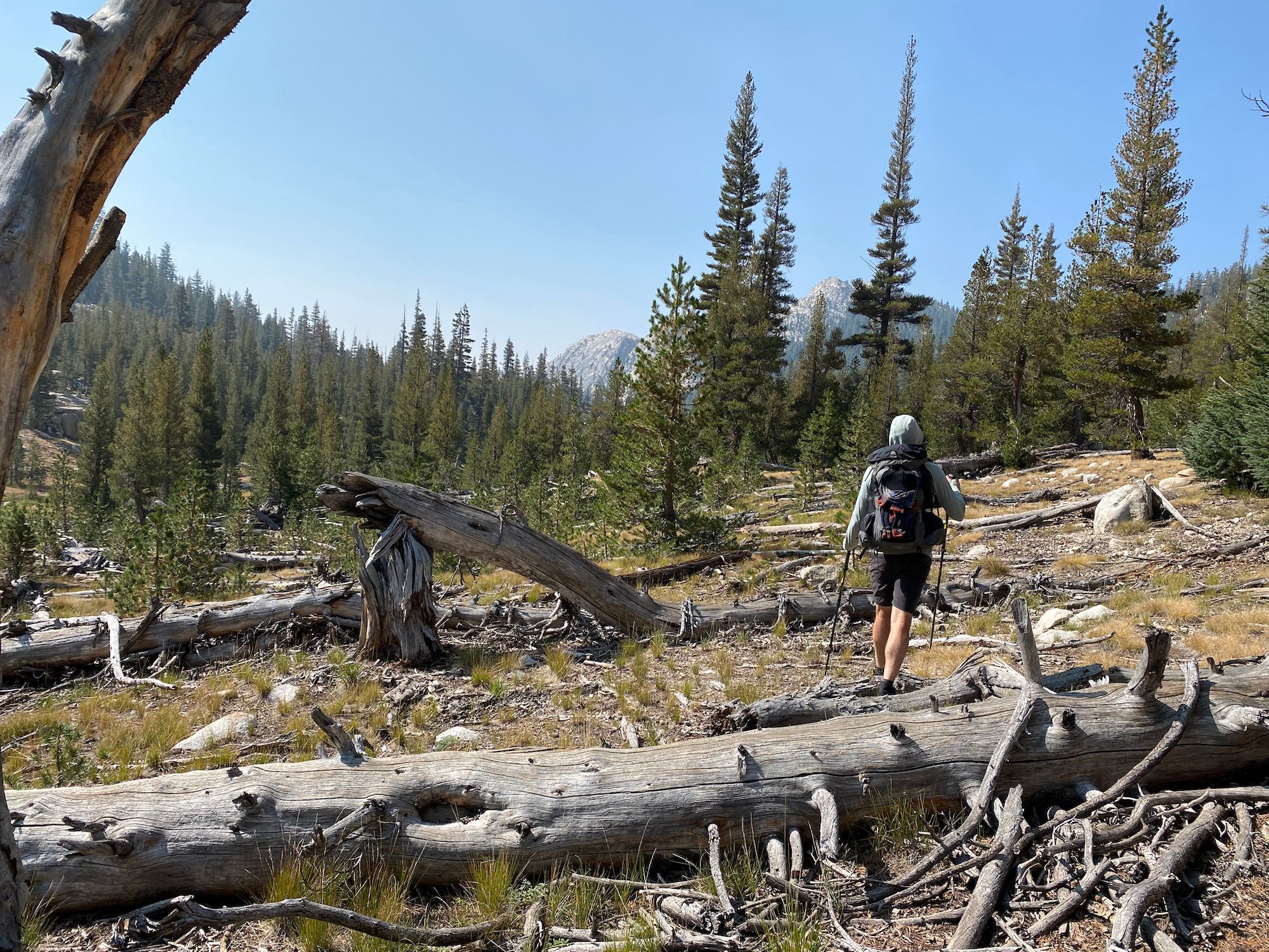 A backpacker walking over dead trees laying on the groun.