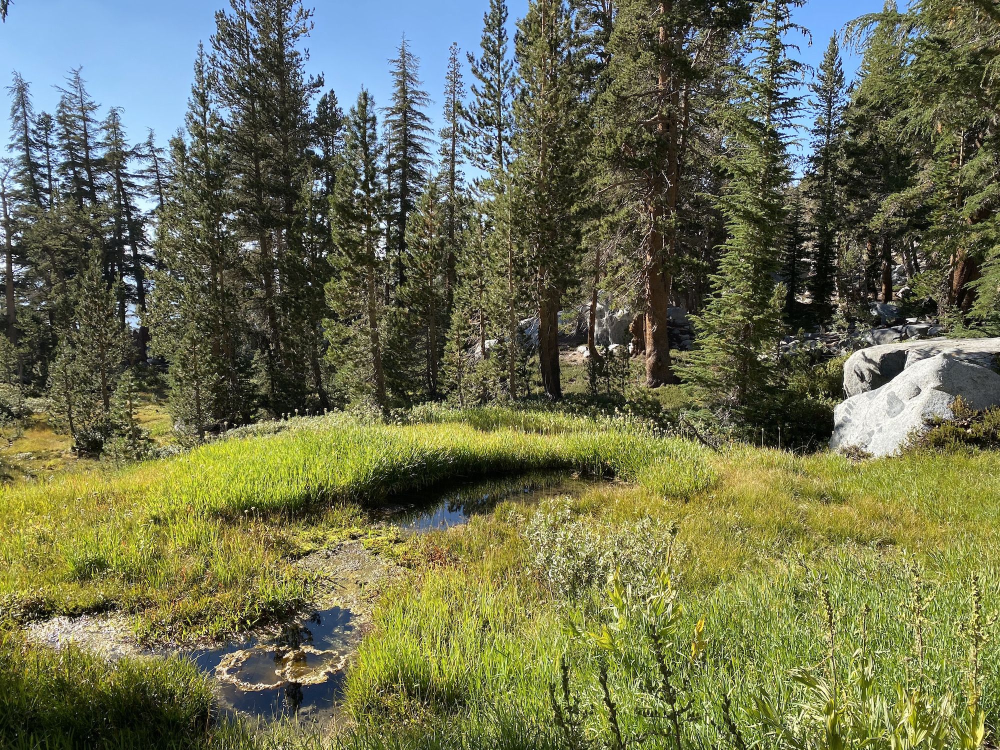 A spring surrounded by wild onions.