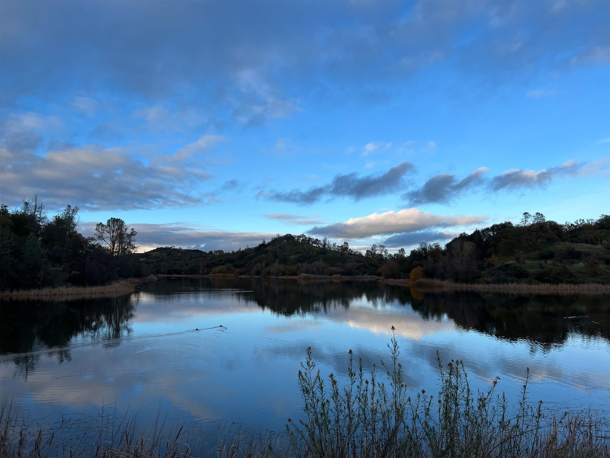 A calm lake surrounded by rolling hills. Ducks swimming.