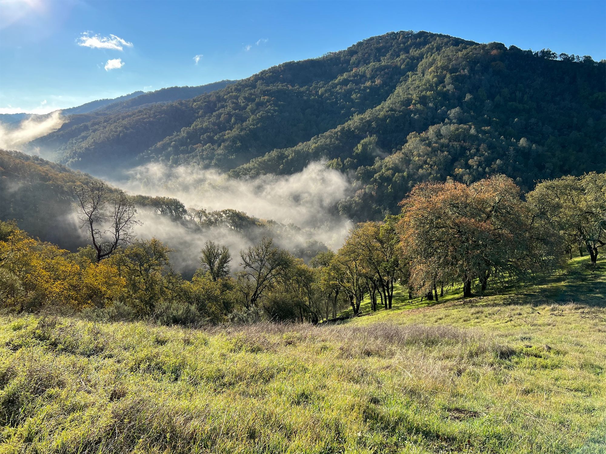 Fog at the bottom of a forested valley.
