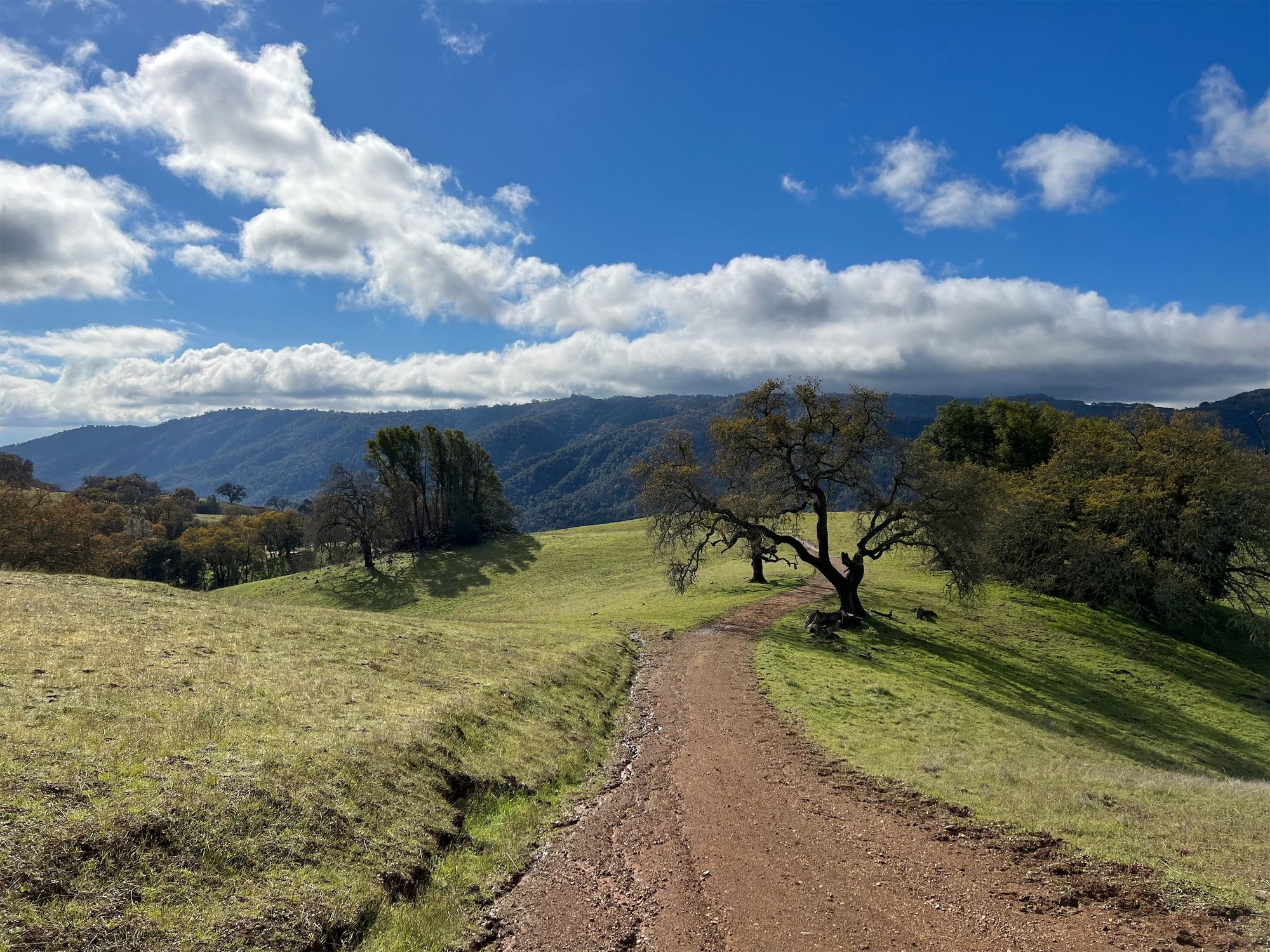 A dirt road though a large meadow.