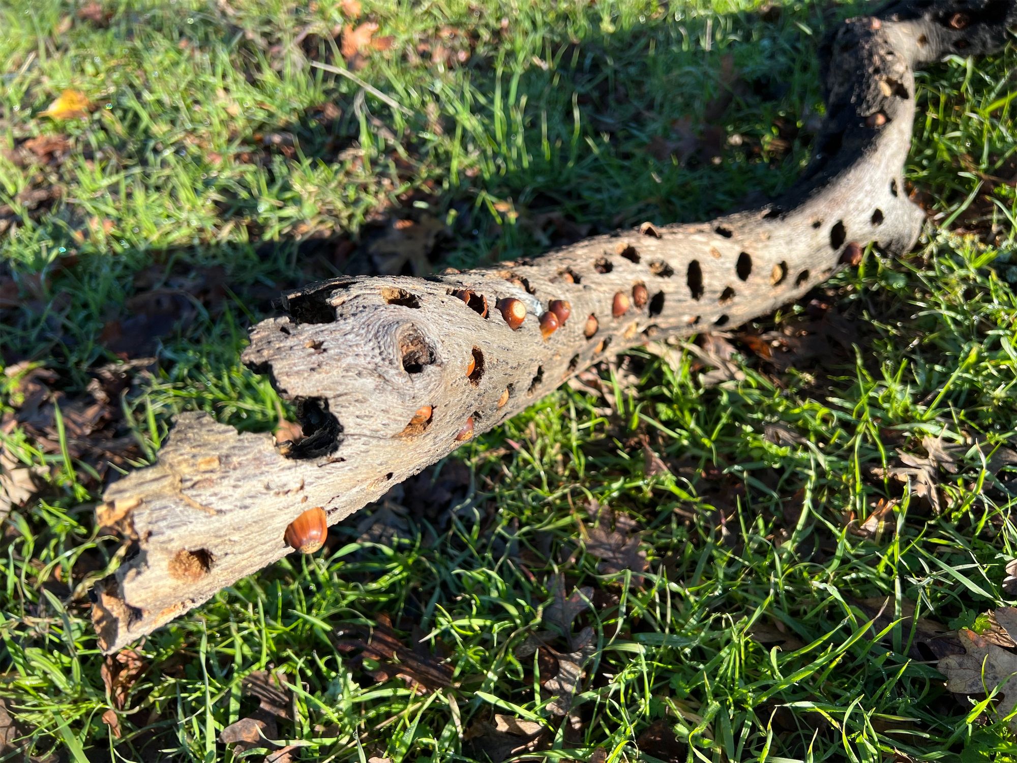 Acorns stashed into small holes made by woodpeckers in a log.