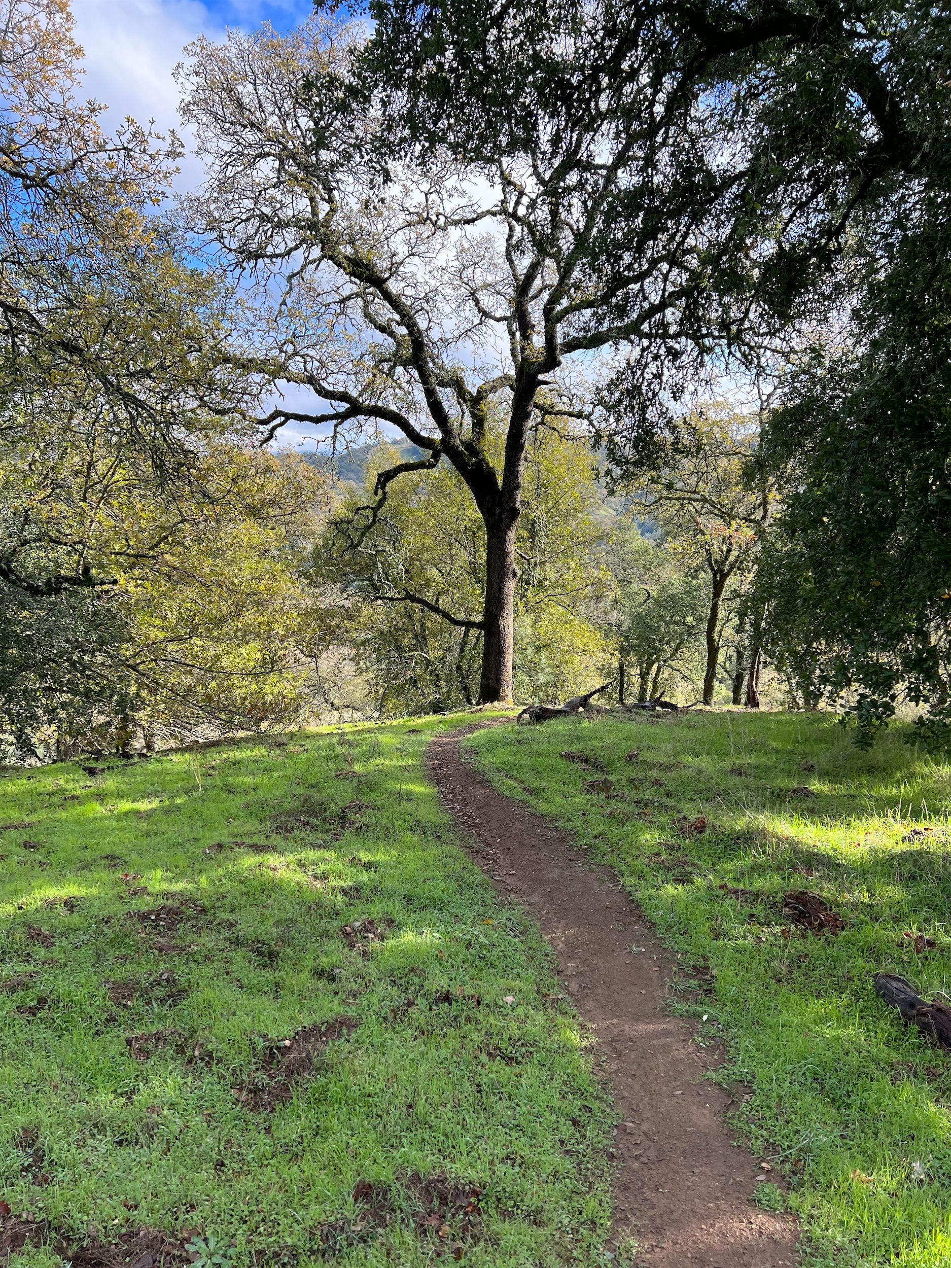 A narrow trail passing through green grass, under tall trees.