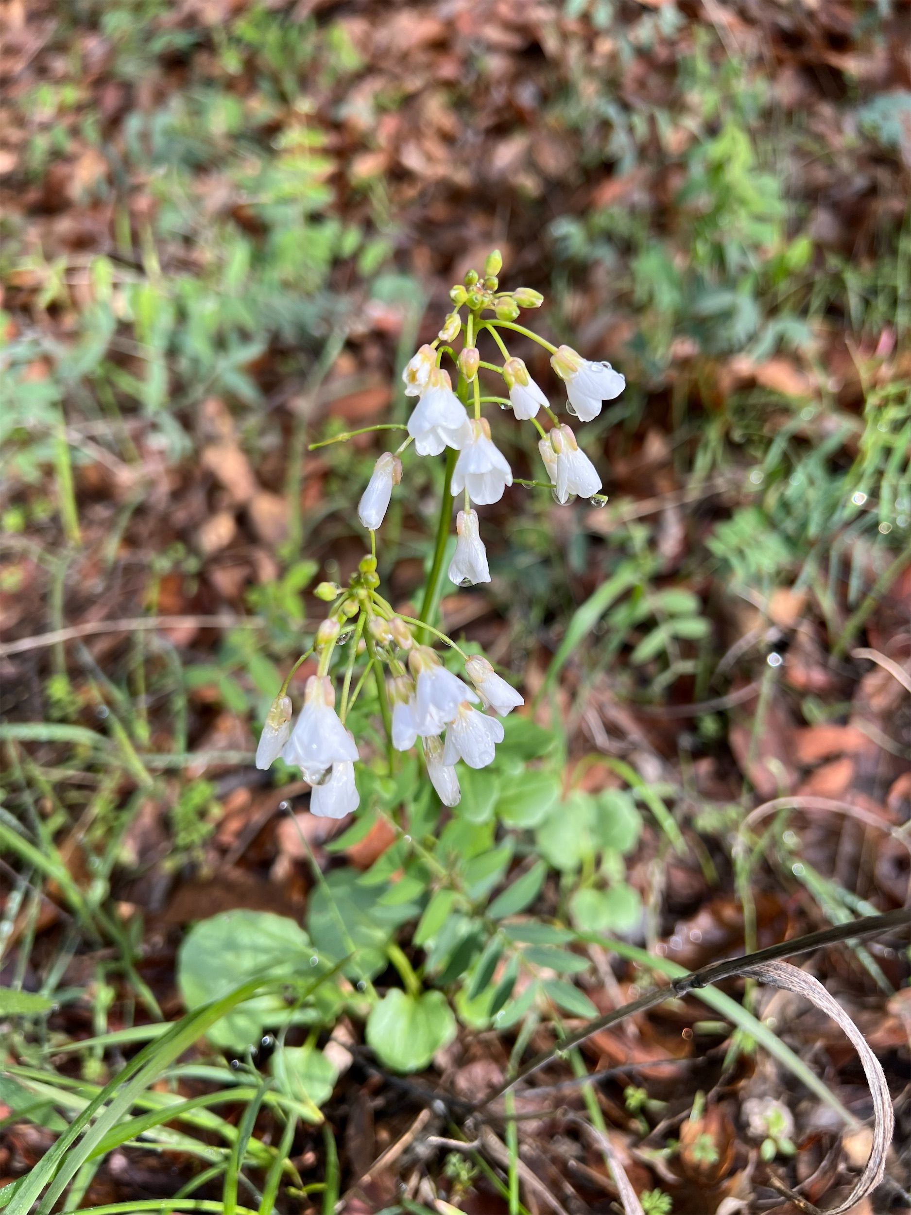 Clusters of small, white flowers.