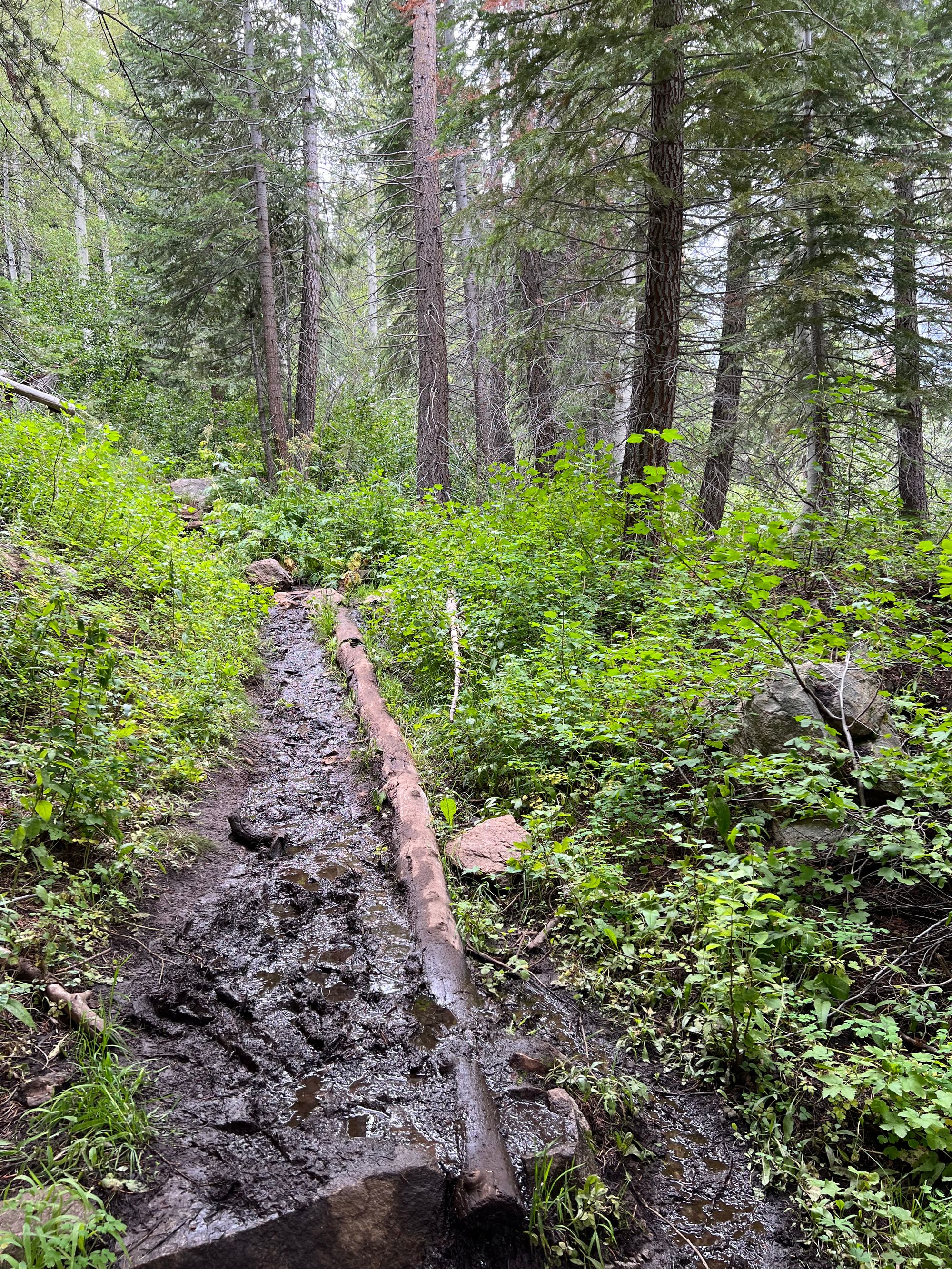 A muddy trial through overgrown green vegetation.