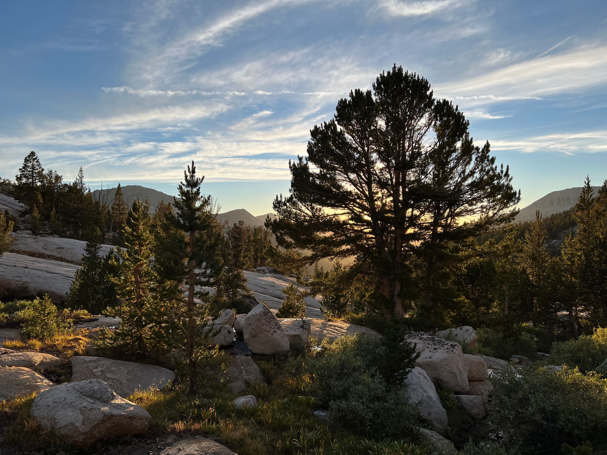 Sunrays filtering through a pine tree.