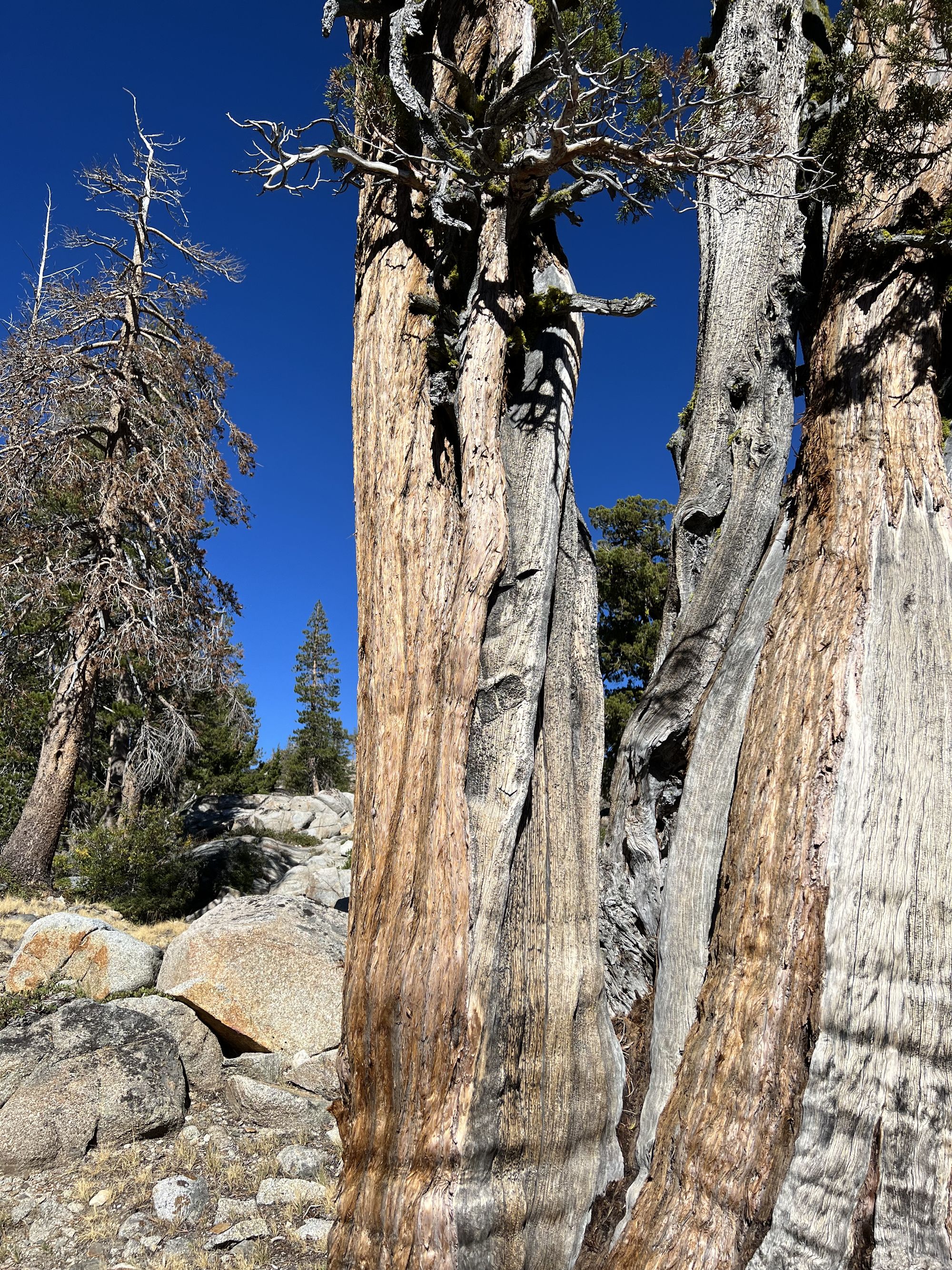 An old blaze on a cedar tree, almost invisible.
