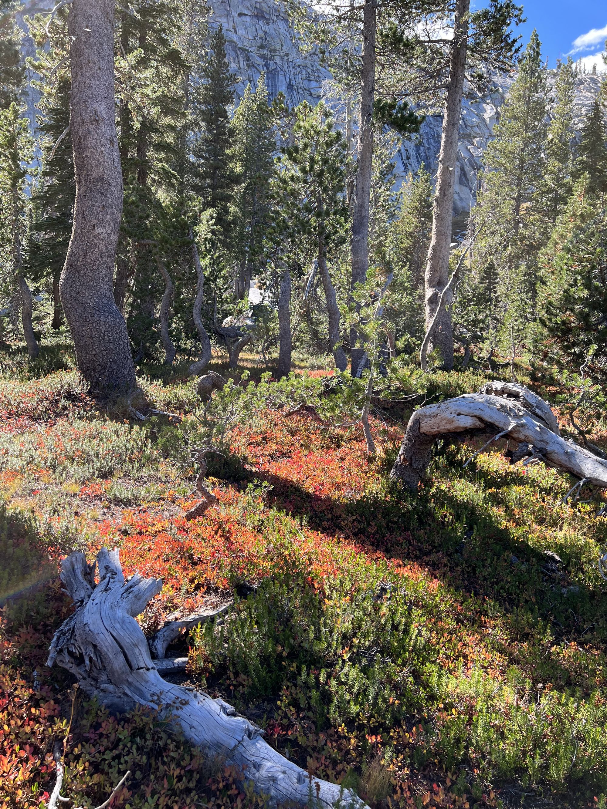 Bright red ground foliage.