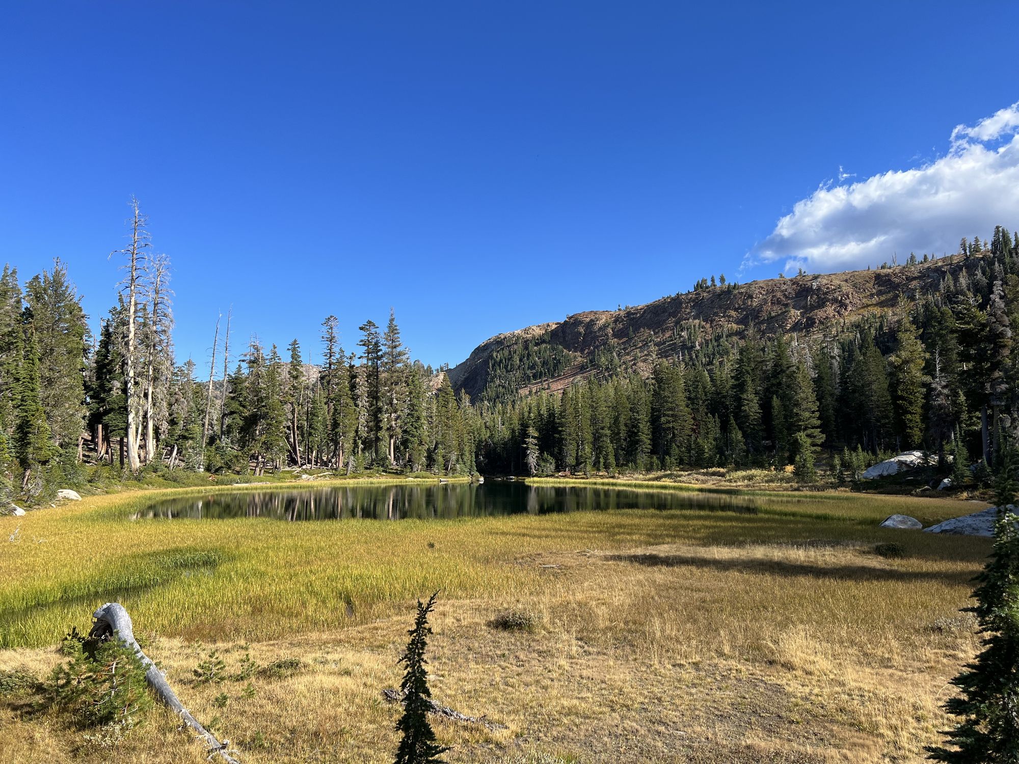 A pond surrounded by reeds.
