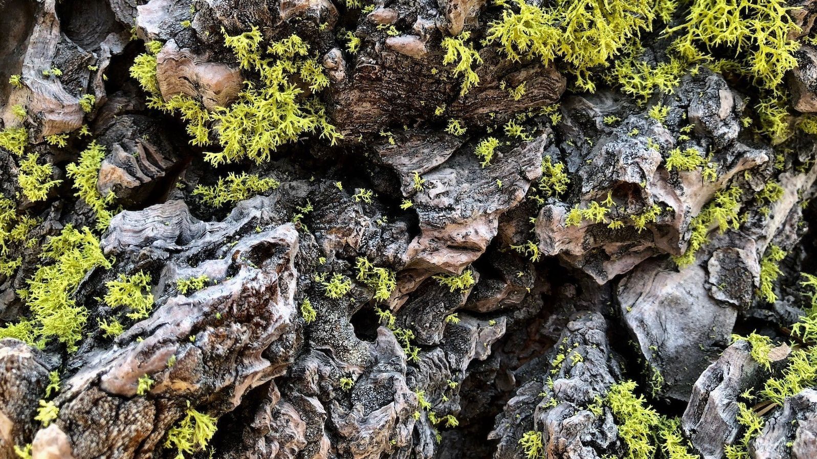 TRT: Relay Peak to Marlette Campground