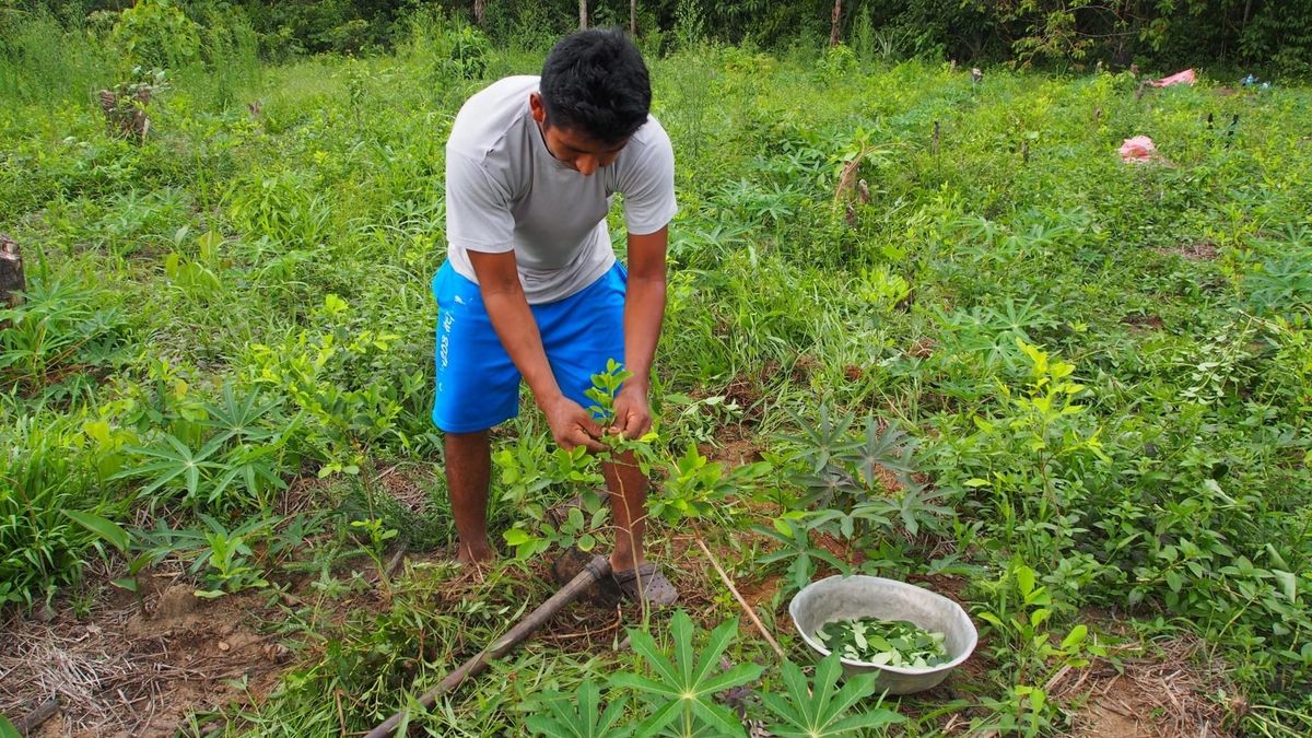 South America: When States Pursue a Narcotic Agenda
