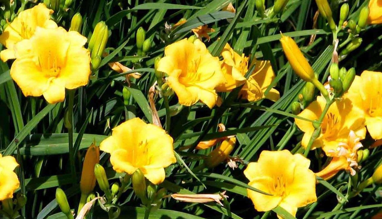 A Life Lesson: Remembering My Friend, Emma Lou Dailey