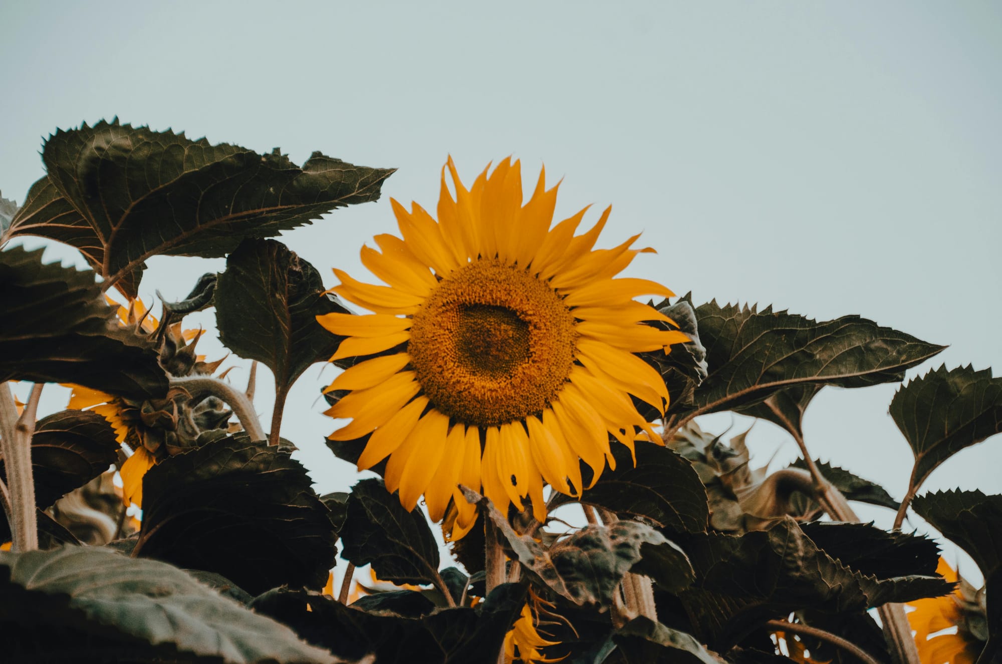 Sunflowers