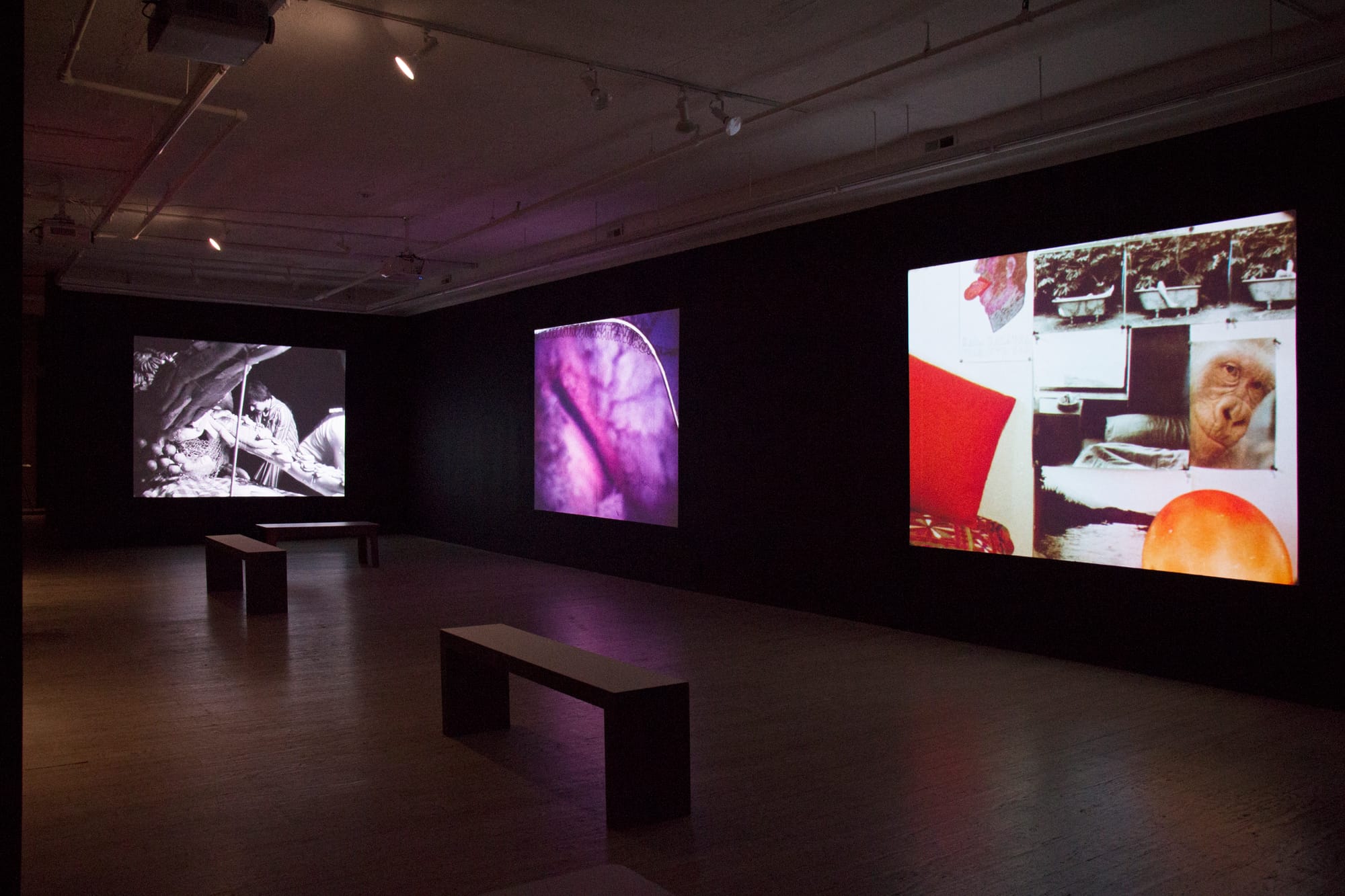 A gallery with three images projected on dark walls, each one is an abstract collage of bodies, photographs, animals and more.