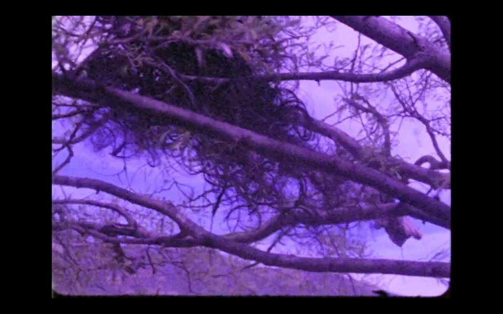 A 16mm film frame showing trees and branches against the cloudy sky.