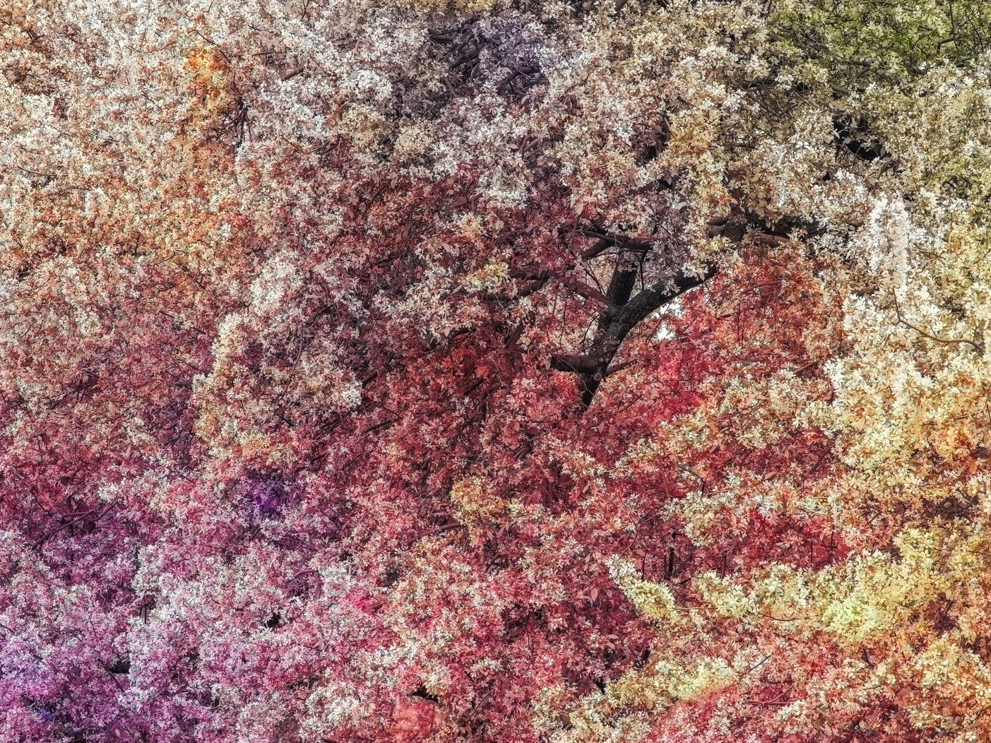 A tree blooming in early spring, rendered as a patterned series of colored digital dots.